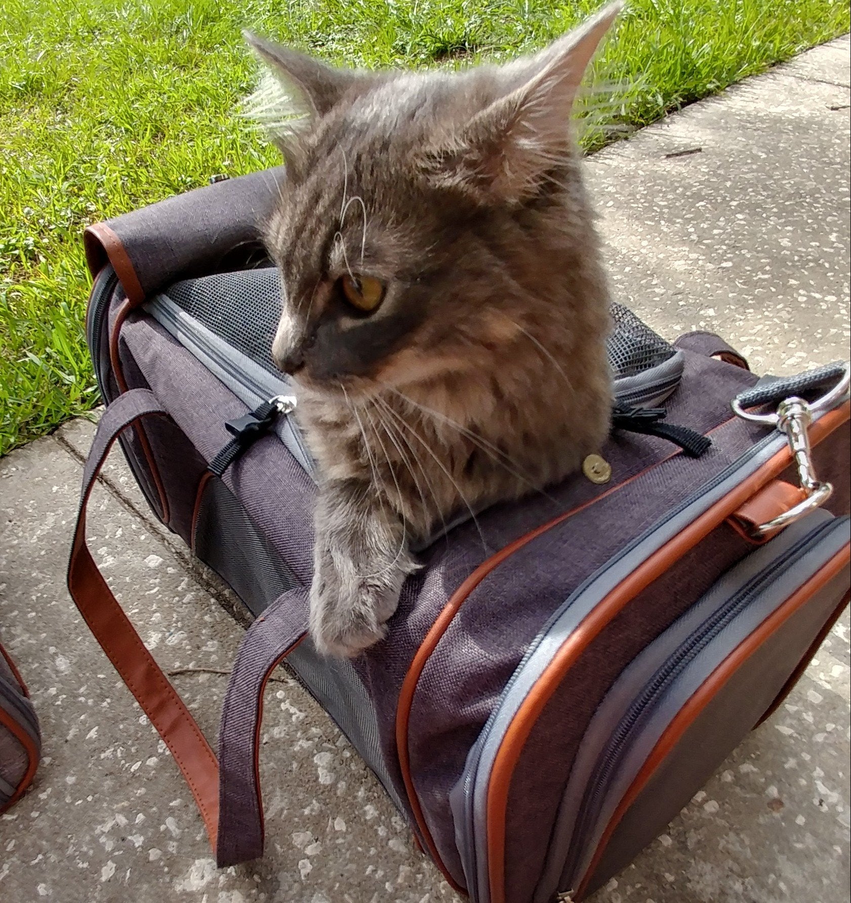Cat sitting on a suitcase outdoors