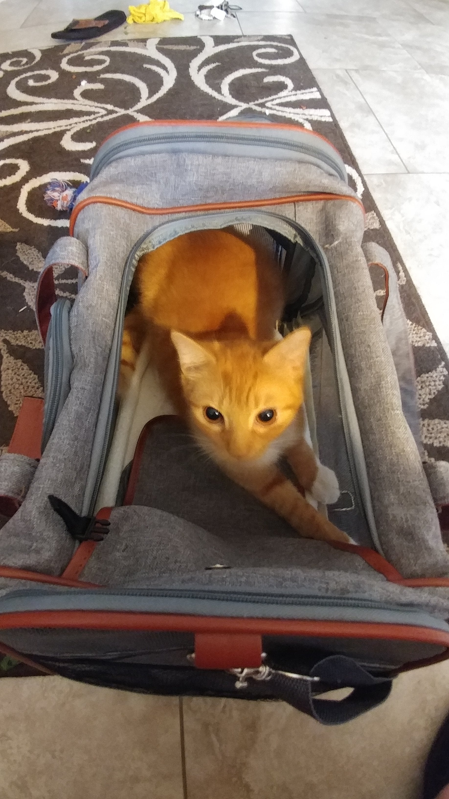 Orange cat peeking out from a gray pet carrier on a patterned rug.