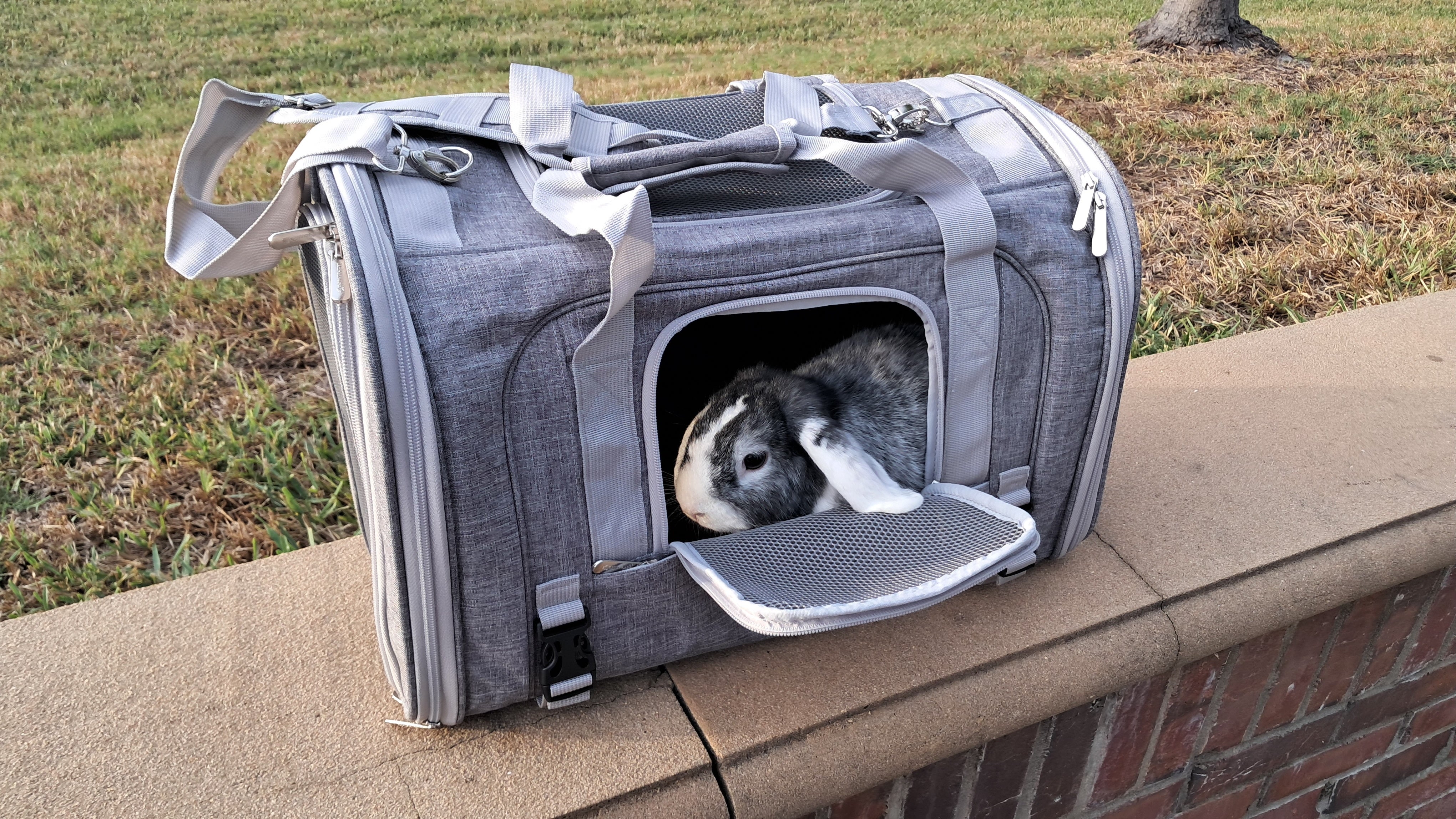 Pet carrier with a small dog peeking out on a ledge