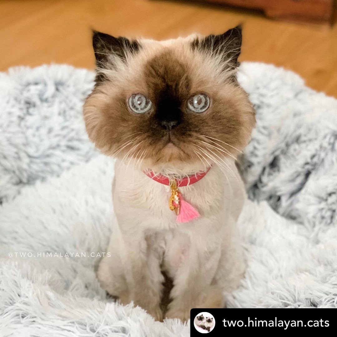 Cat with a pink collar and tag sitting on a fluffy white rug.