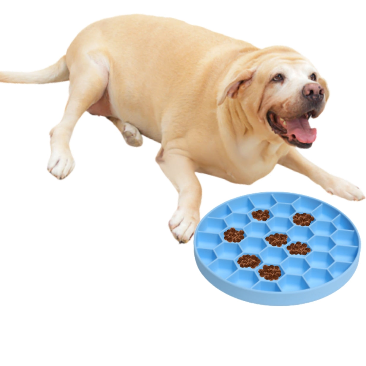 Dog playing with a blue treat dispenser on a white background