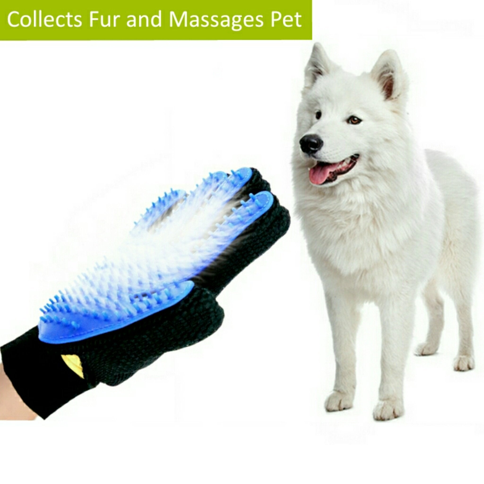 Pet grooming glove with blue bristles next to a white dog on a white background