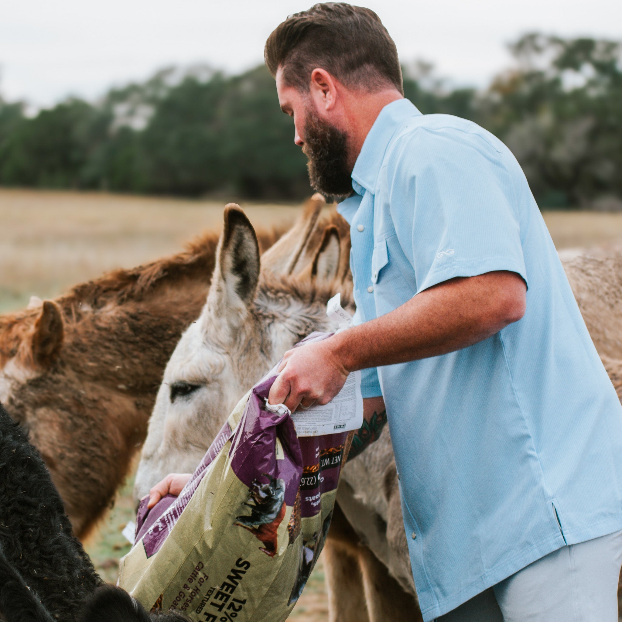 Man in a light blue shirt feeding donkeys from a bag in an outdoor setting