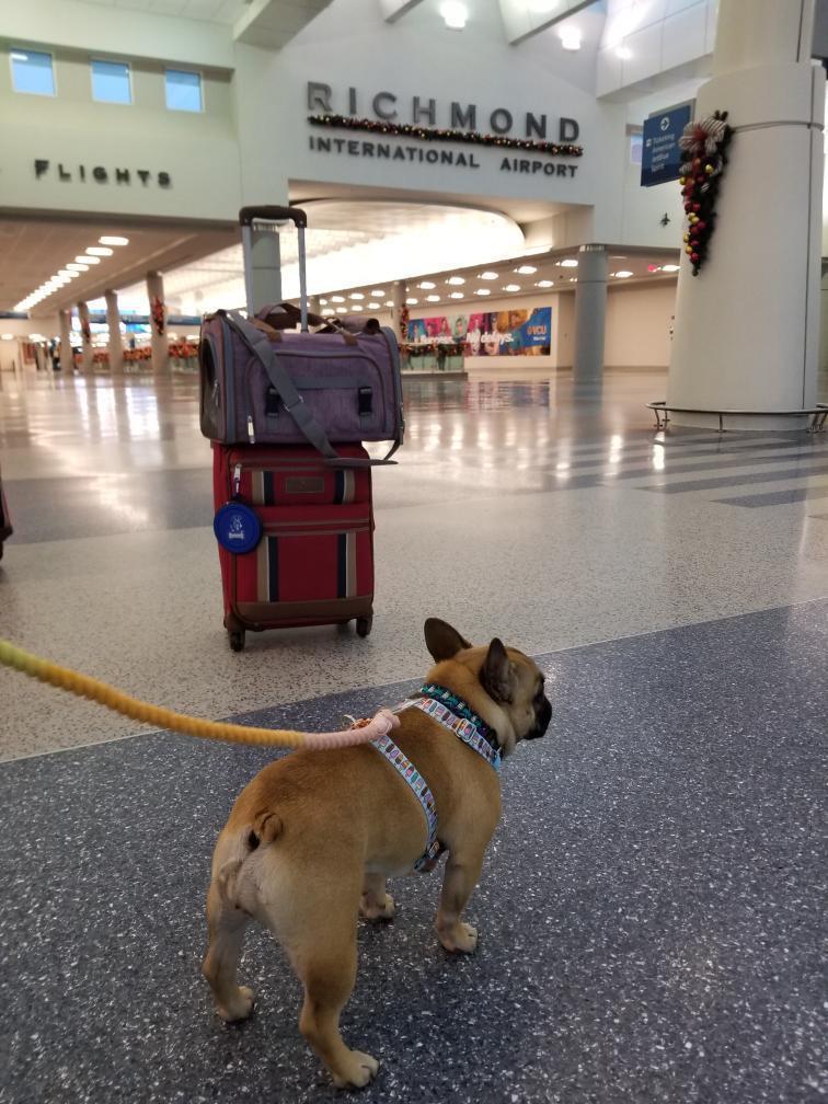 Dog standing in an airport terminal with luggage and 'Richmond International Airport' sign in the background
