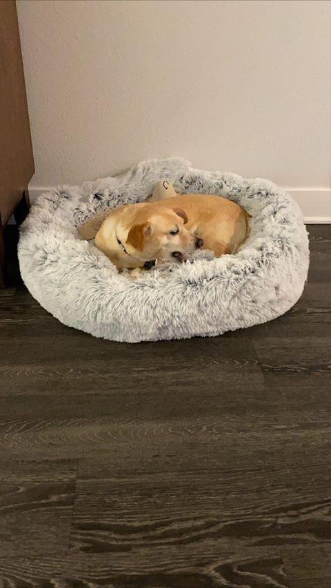 Dog lying on a fluffy pet bed in a room with wooden flooring.