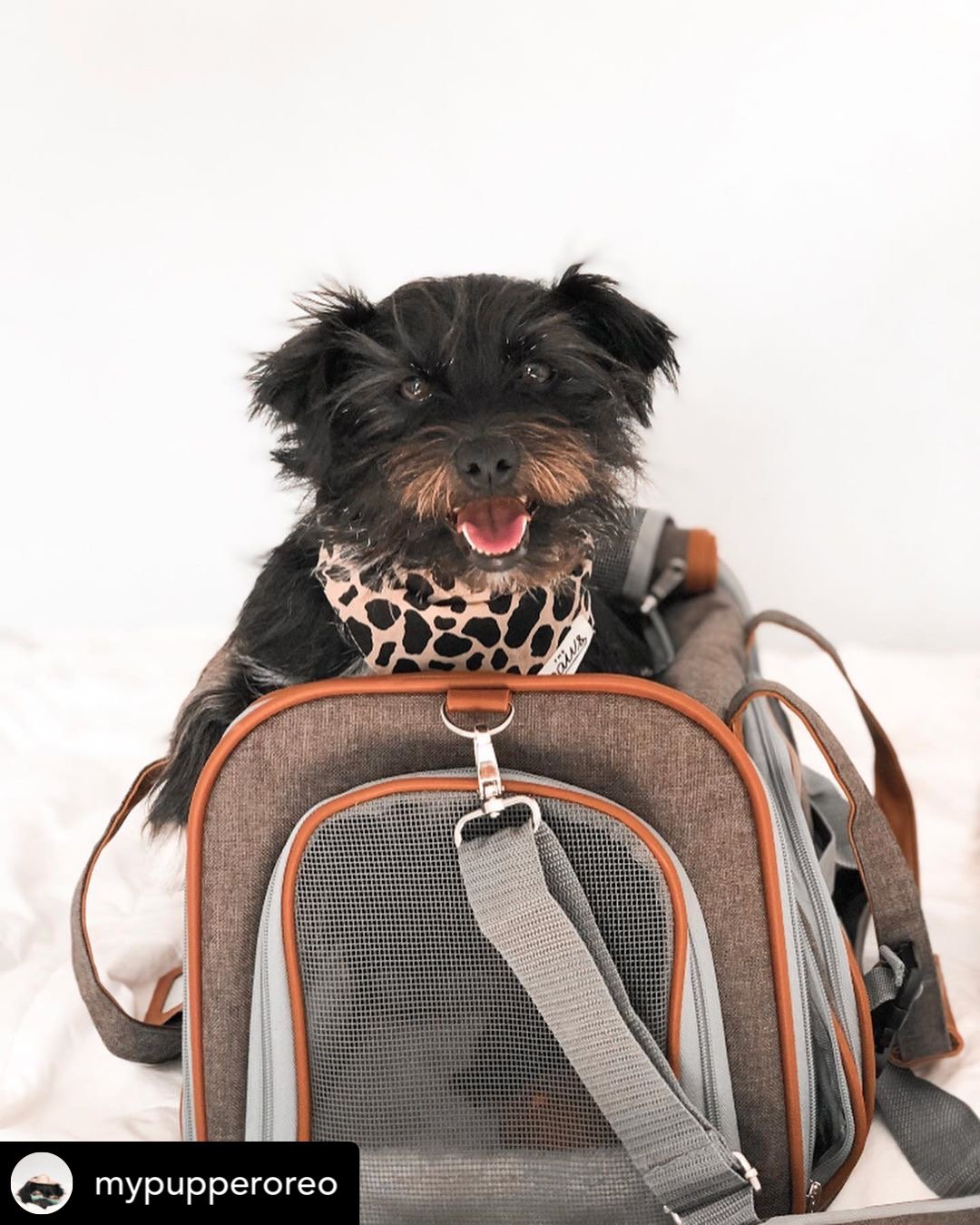 Small black dog sitting inside a brown pet carrier with a white background