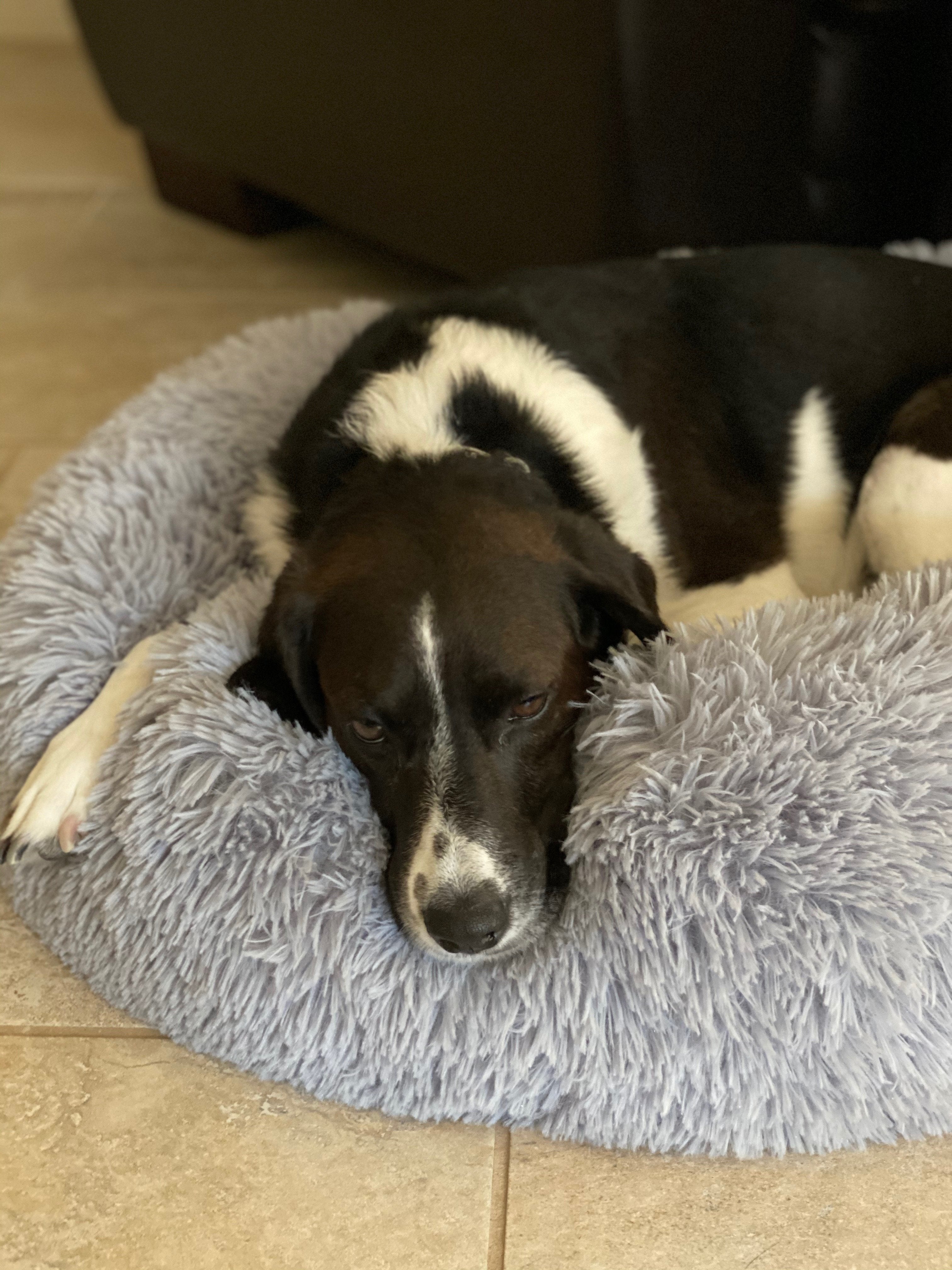 Dog lying on a fluffy gray pet bed indoors