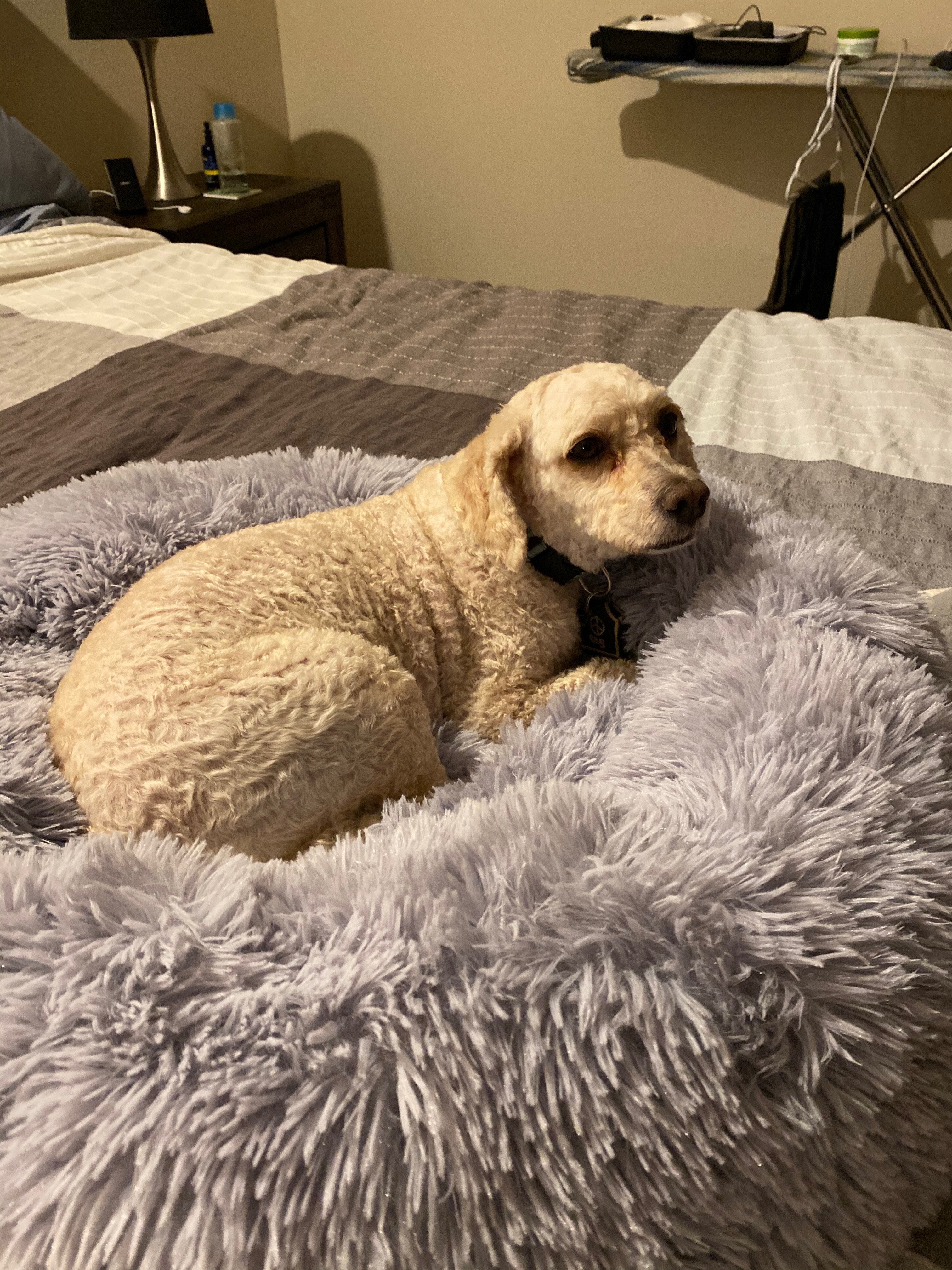 Dog sitting on a fluffy gray bed in a bedroom setting