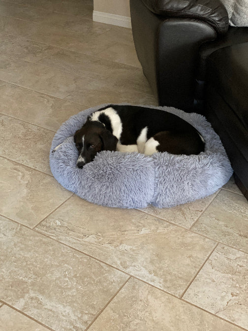Dog lying on a fluffy gray pet bed in a room with a tiled floor and a black leather chair.