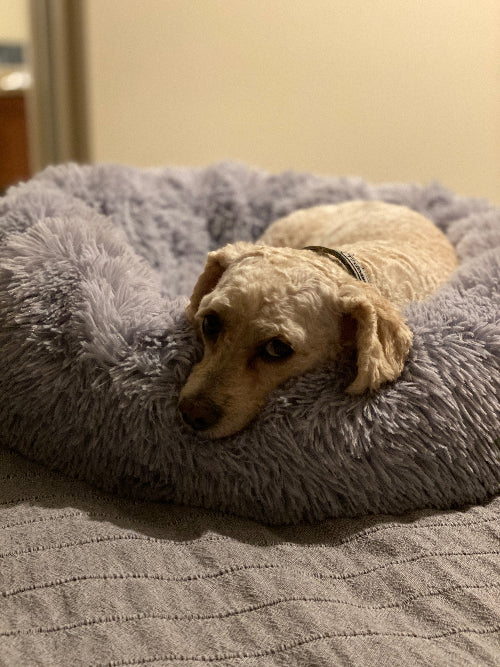 Dog lying on a fluffy gray pet bed in a room.