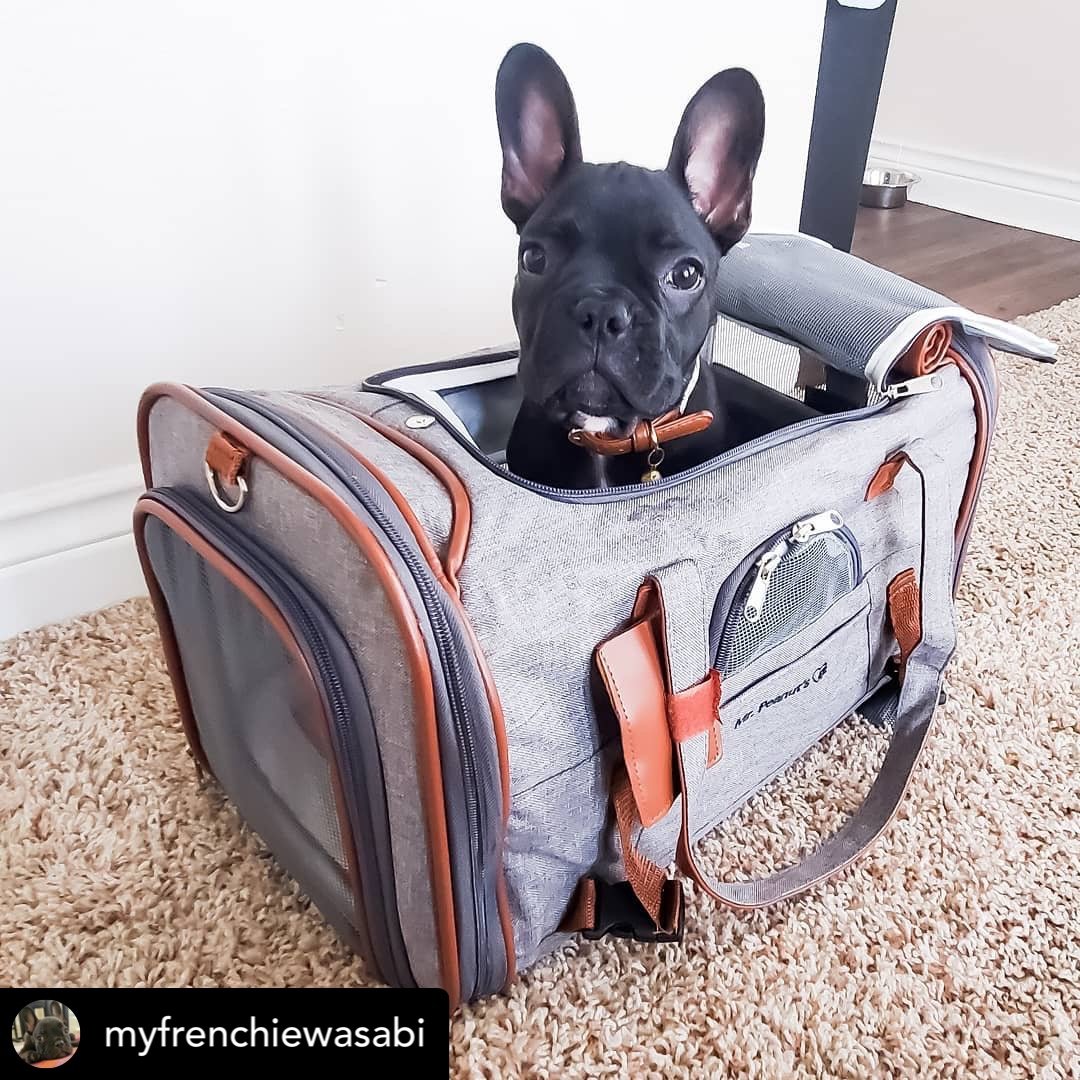 Dog inside a pet carrier on a carpeted floor