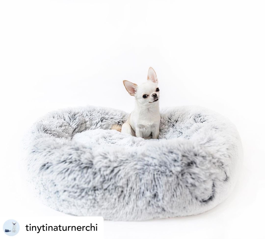 Small white dog sitting on a fluffy gray pet bed against a white background