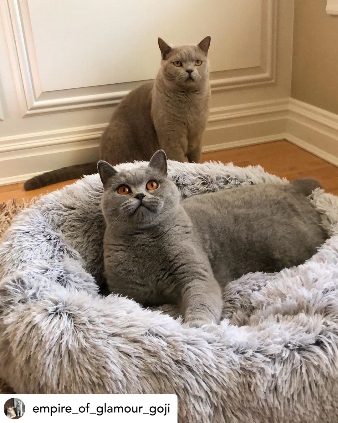 Two gray cats on a fluffy pet bed in a room with wooden flooring and white walls.