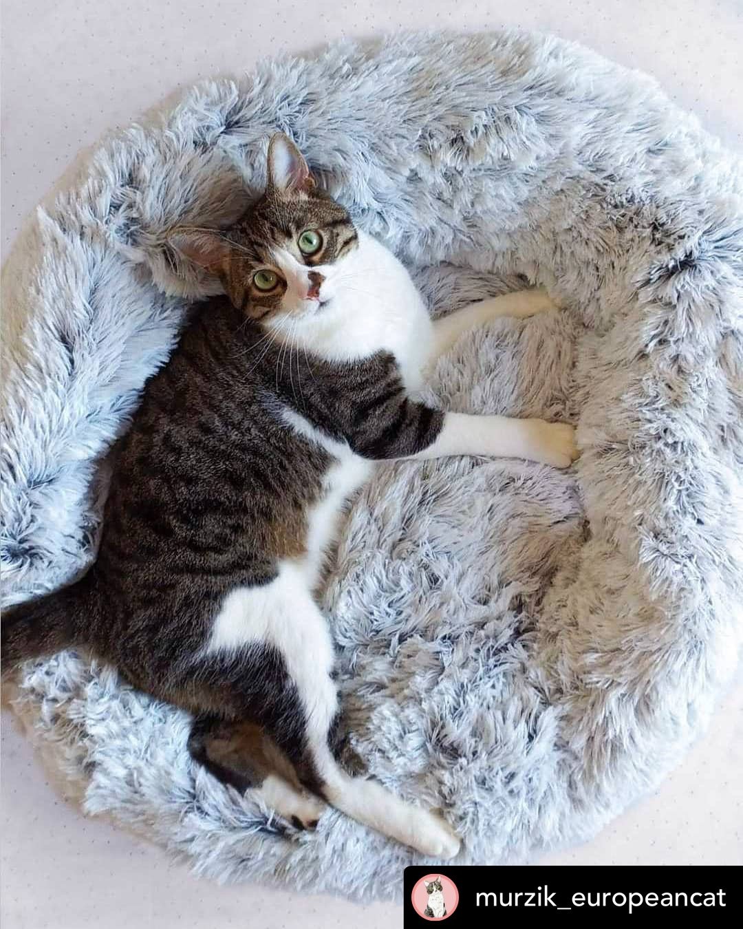 Cat lying on a fluffy gray pet bed