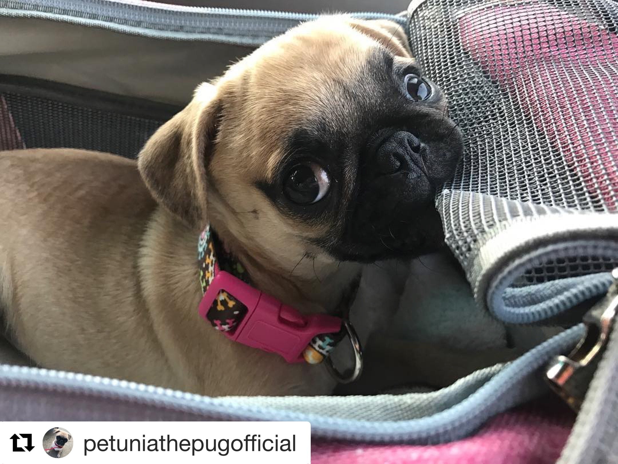 Pug dog with a pink collar peeking out from a bag