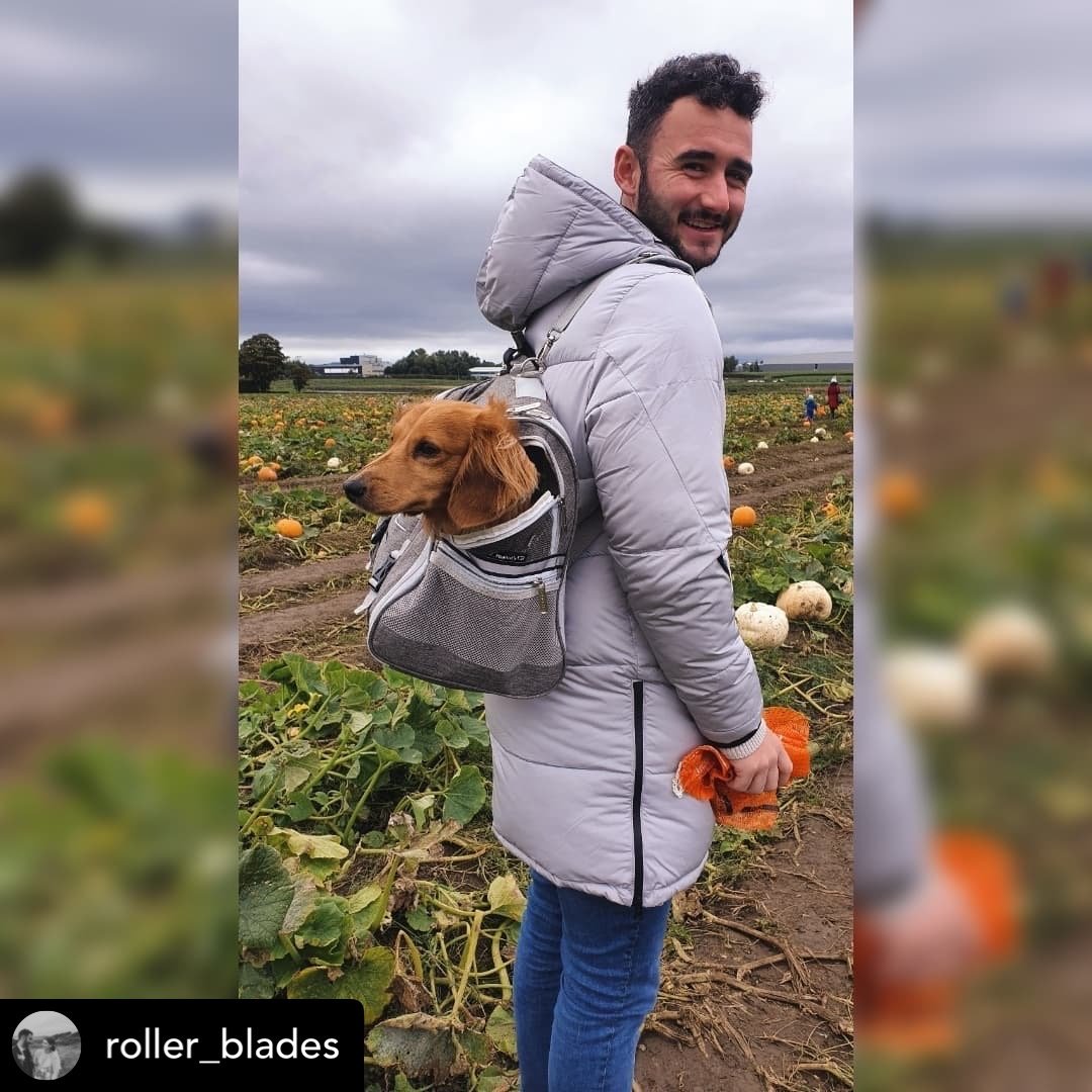 Man with a dog in a backpack at a pumpkin patch