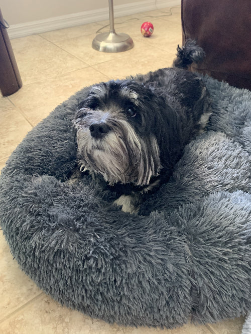Dog lying on a fluffy gray pet bed in a home setting