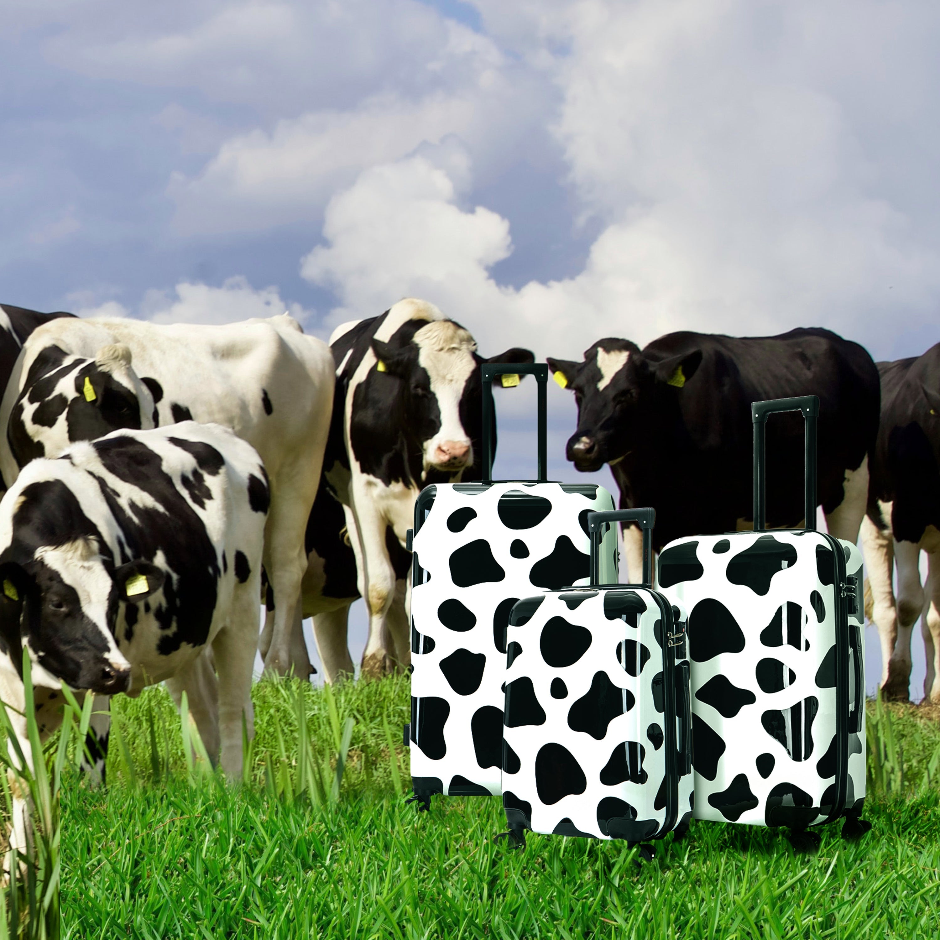 Cow-patterned suitcases in a field with cows