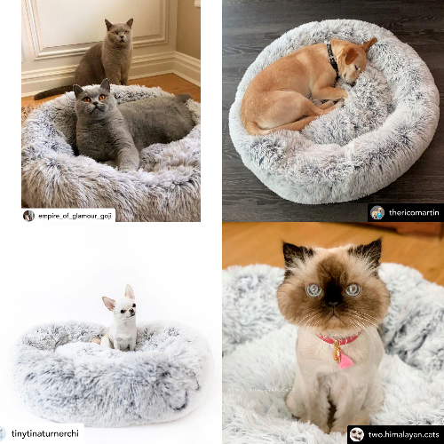 Collage of pets on fluffy donut beds with different breeds and colors.