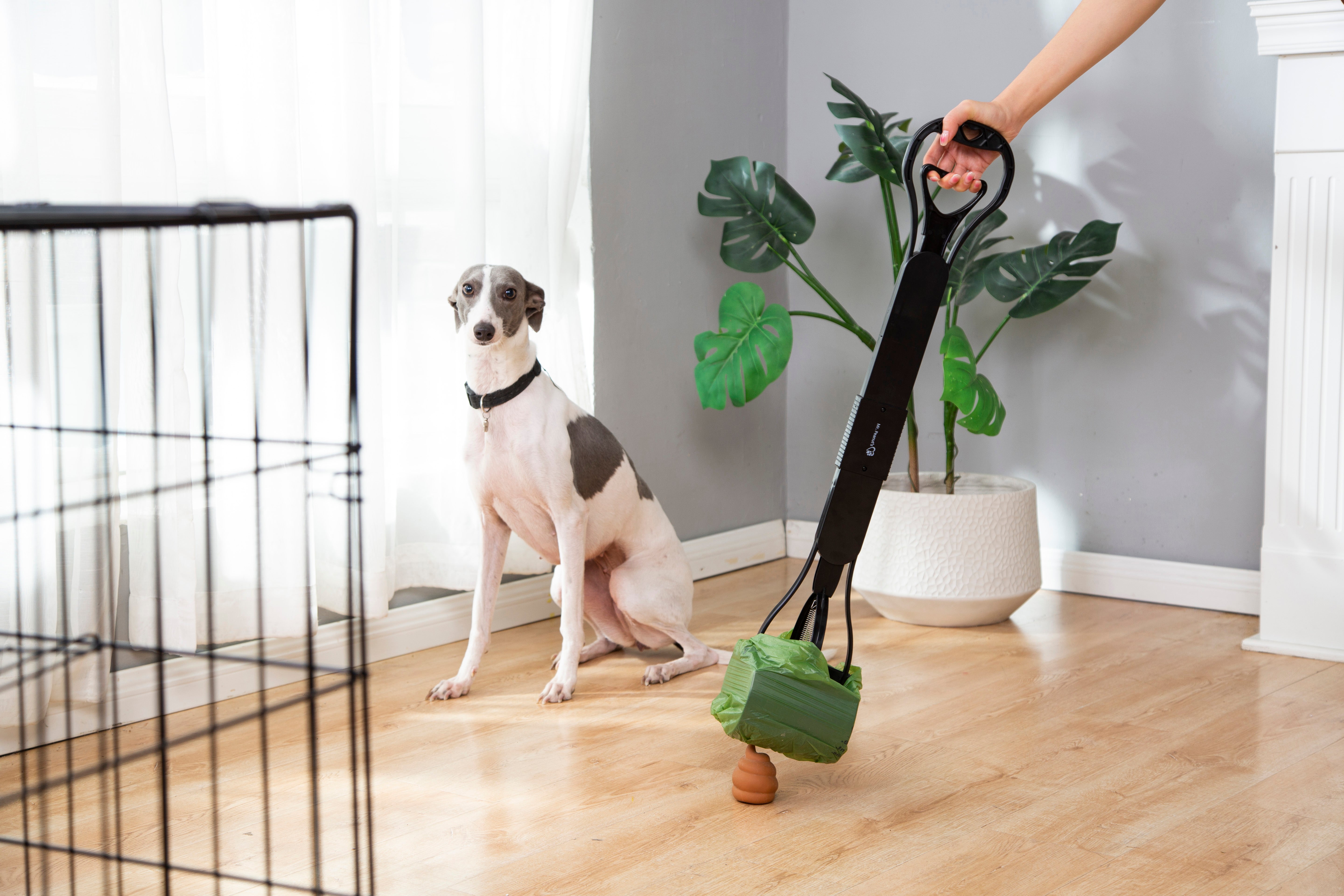 Dog sitting on a wooden floor with a plant and a black leash held by a person.