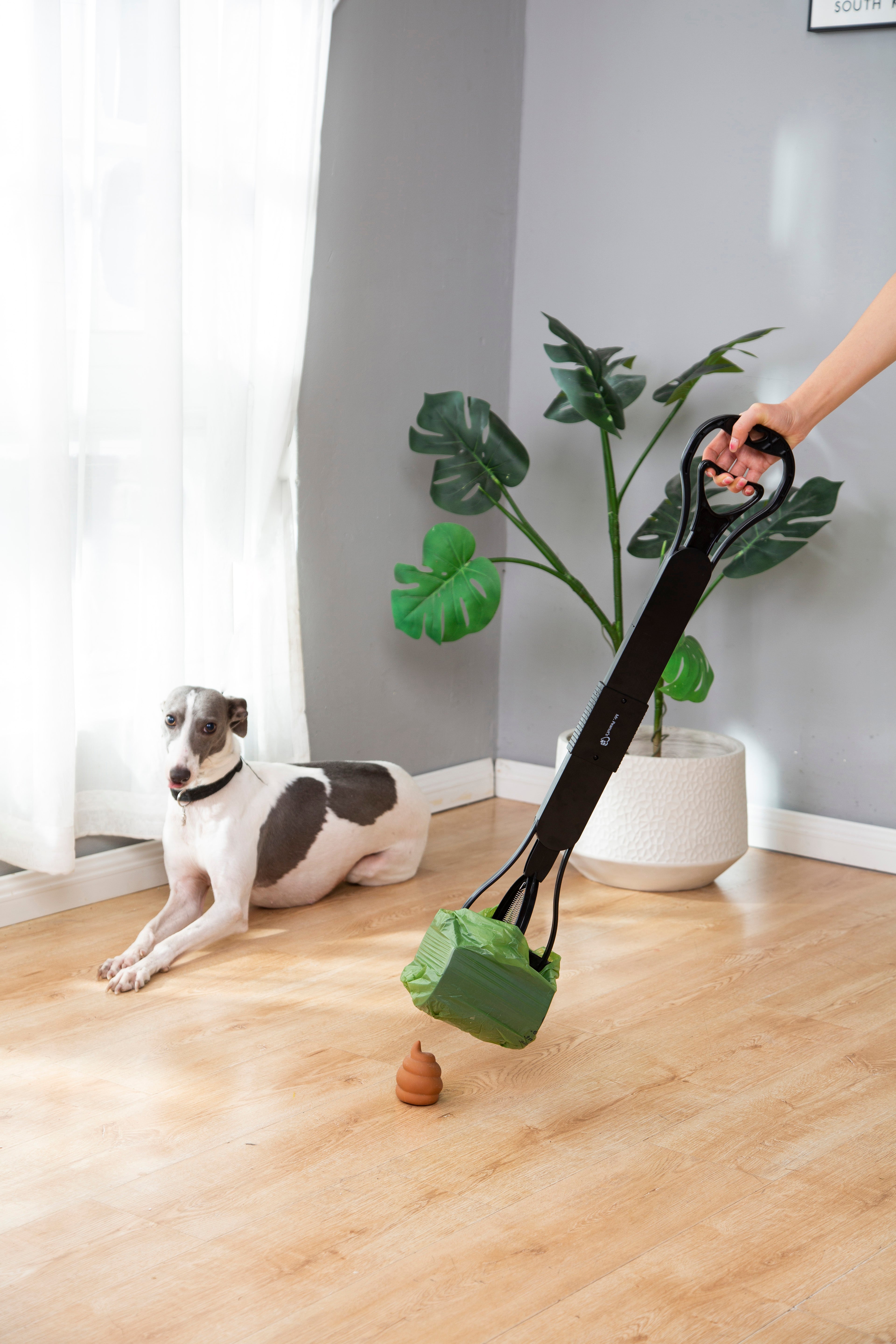 Dog sitting on a wooden floor with a plant in the background, holding a green toy.