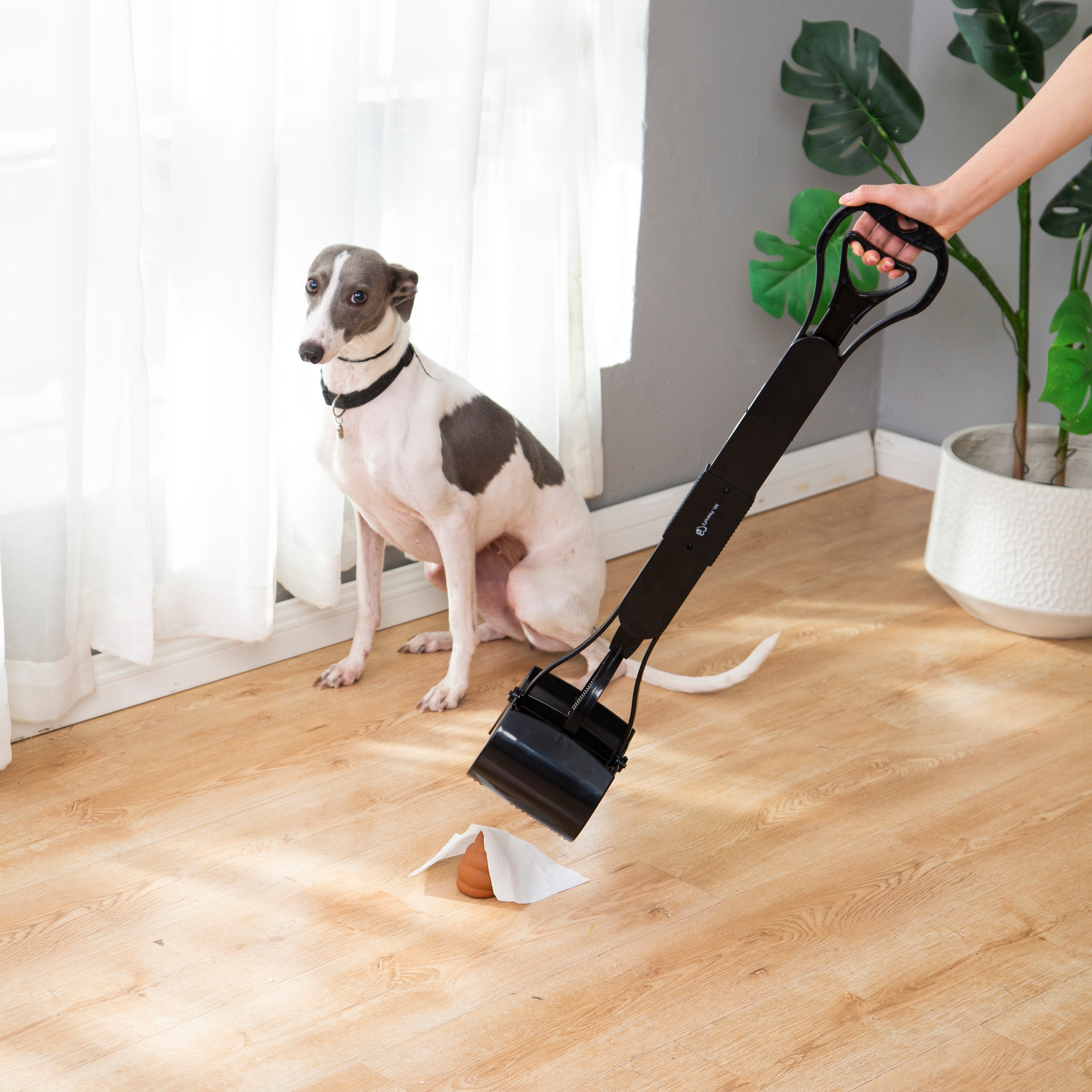 Dog sitting on a wooden floor with a pet waste picker and bag, next to a plant.