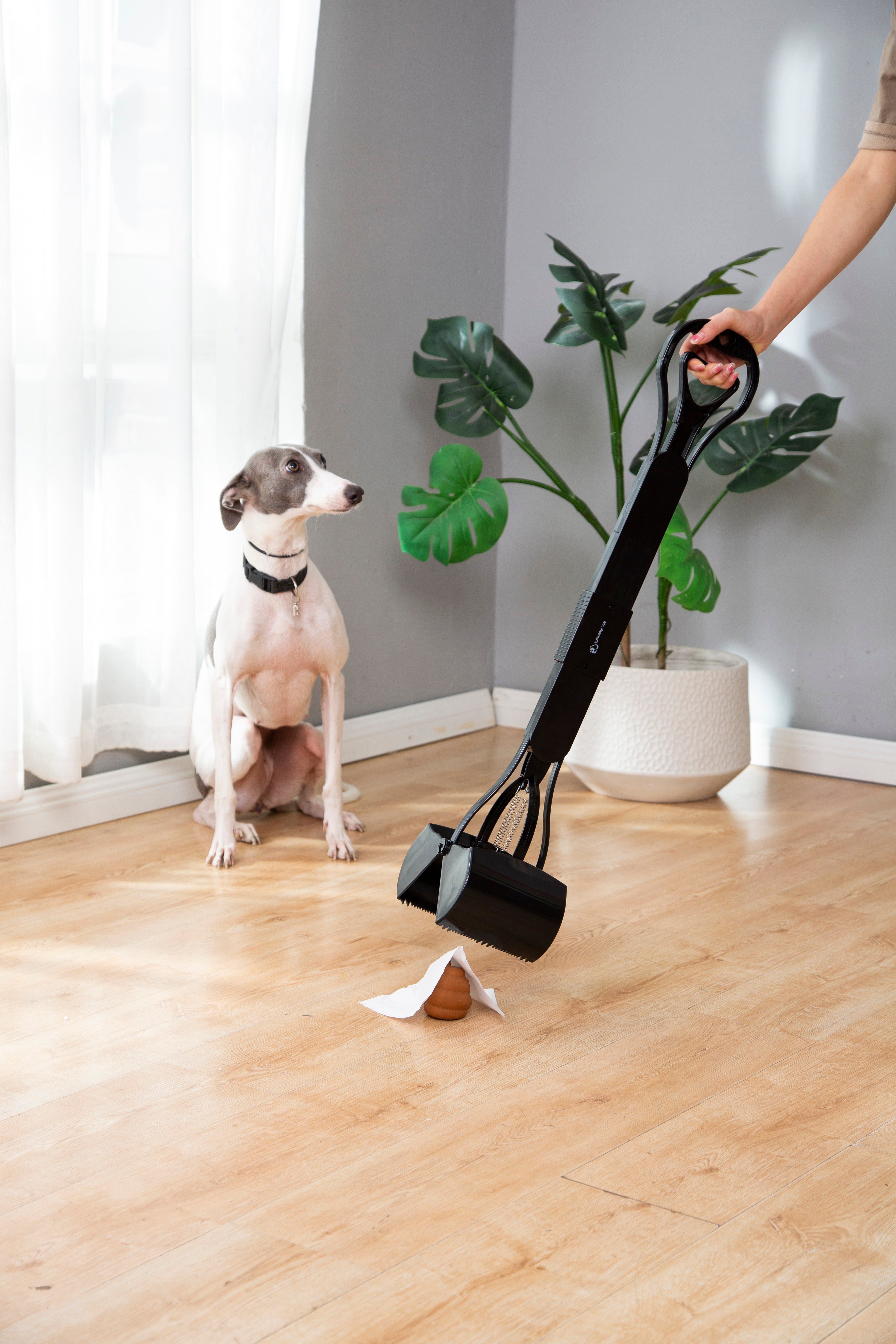 Dog standing on a wooden floor with a black pet waste bag dispenser and a piece of dog waste on the ground.