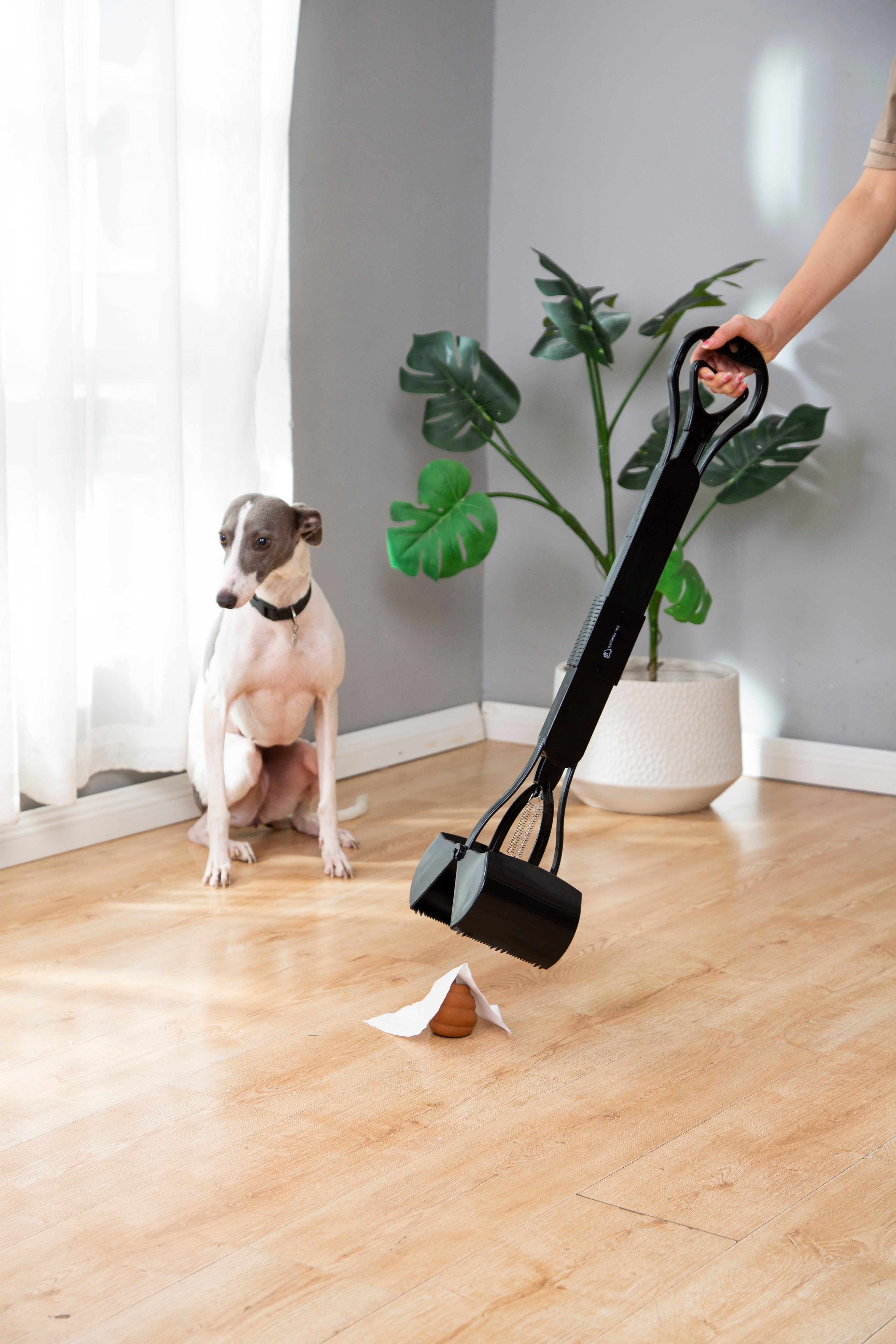 Dog sitting on a wooden floor with a paw print, a person holding a black scoop, and a plant in the background.