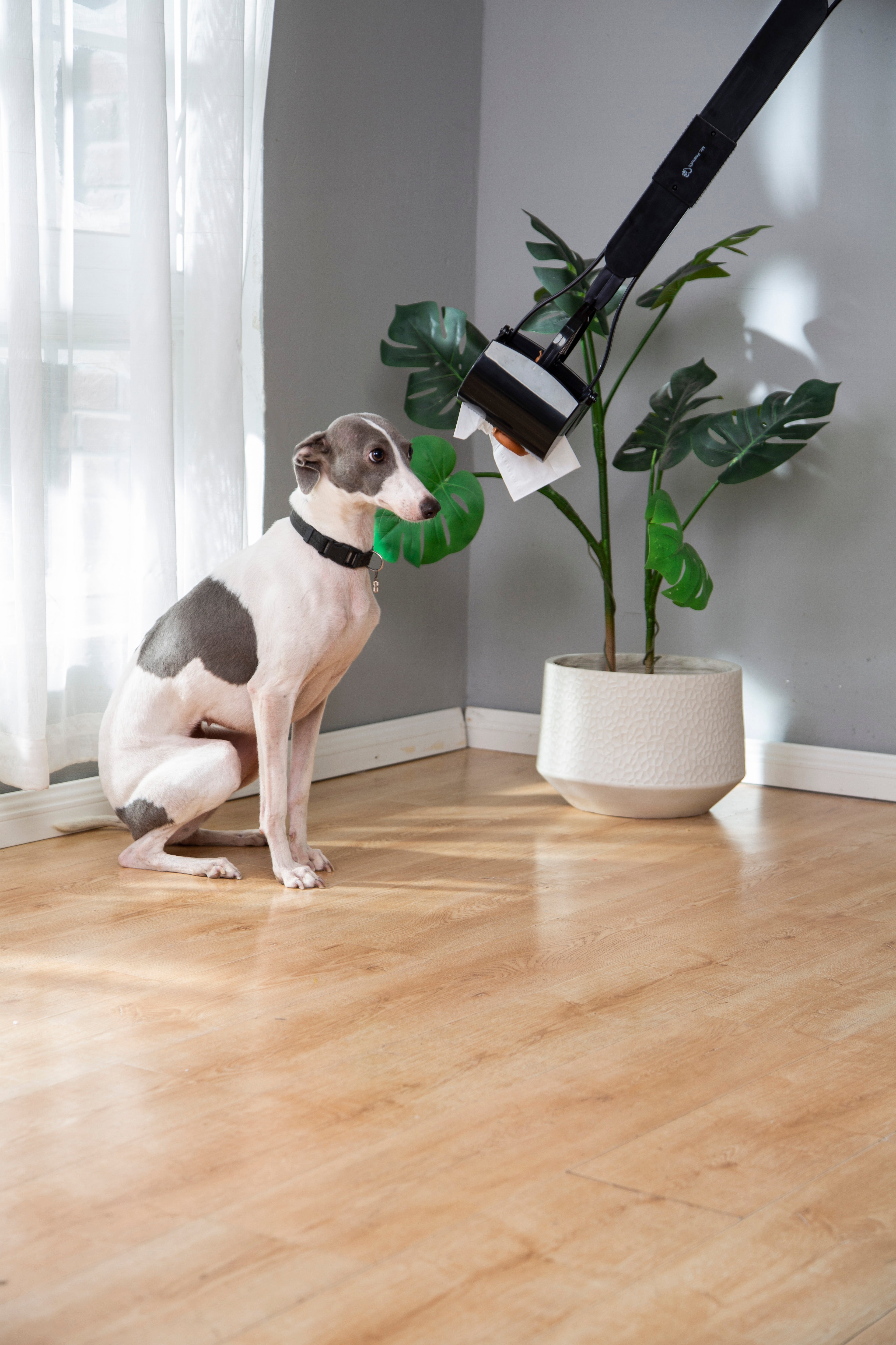 Dog sitting on a wooden floor next to a plant with a leash attached
