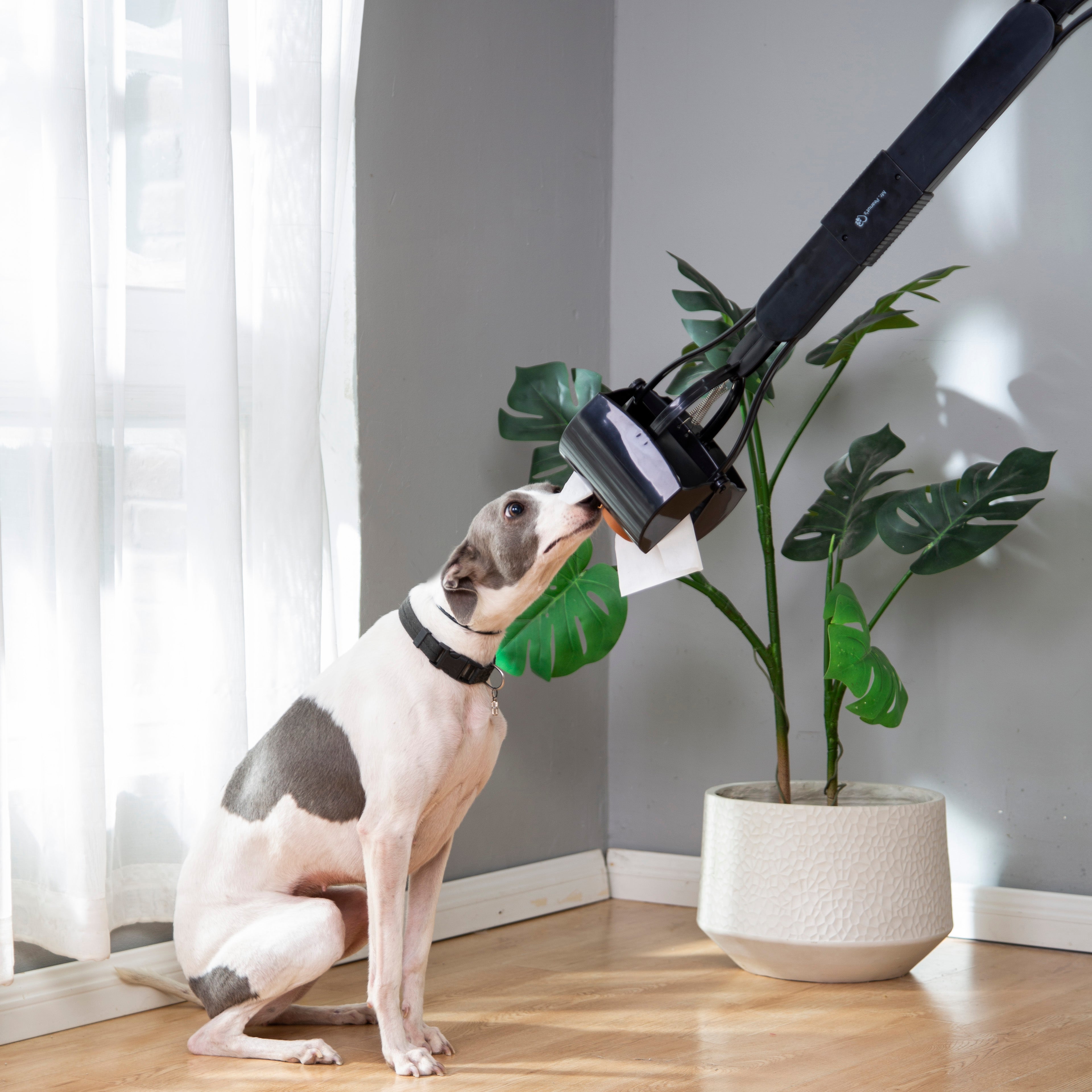 Dog playing with a plant in a home setting
