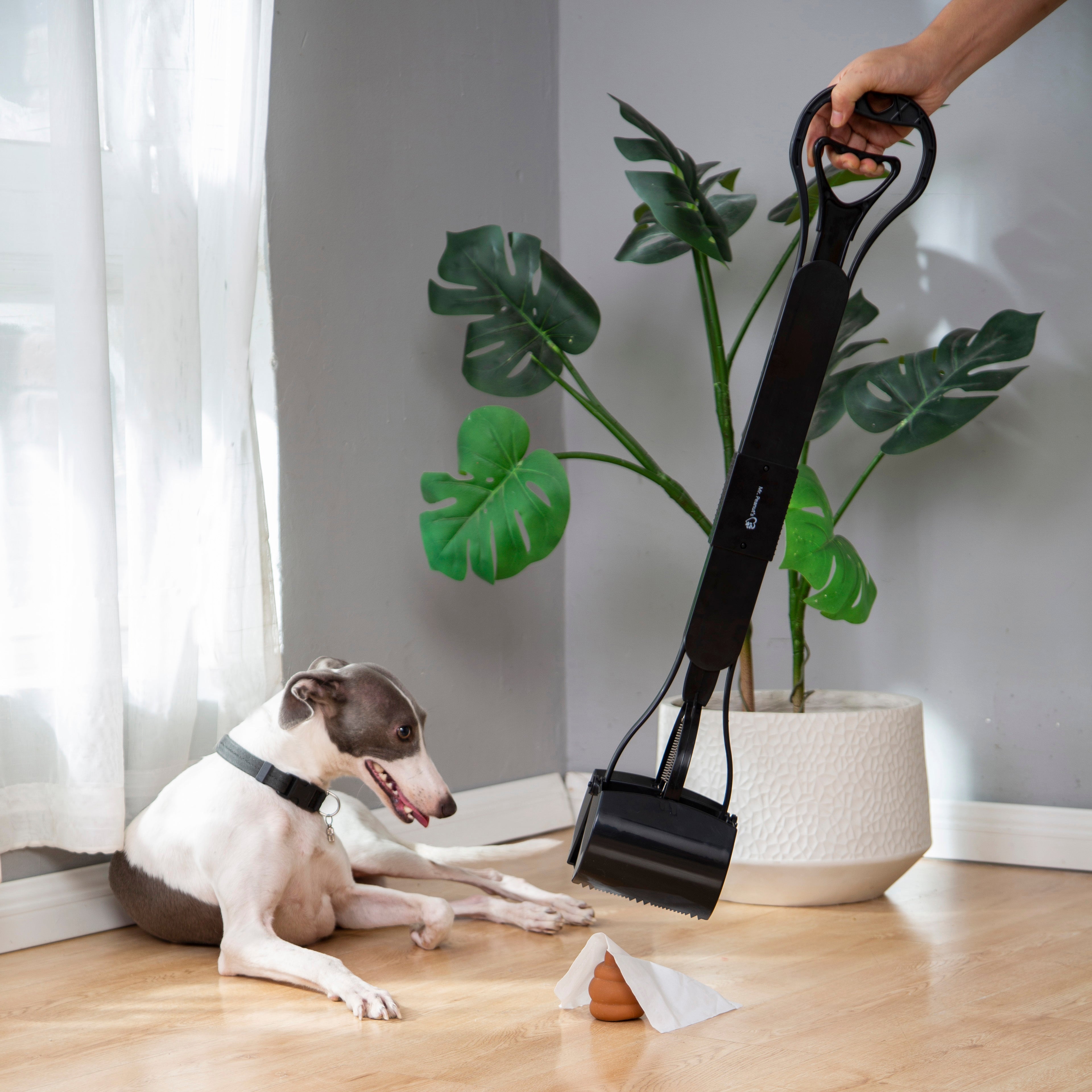 Dog sitting on a wooden floor next to a plant, with a hand holding a pet hair removal tool.