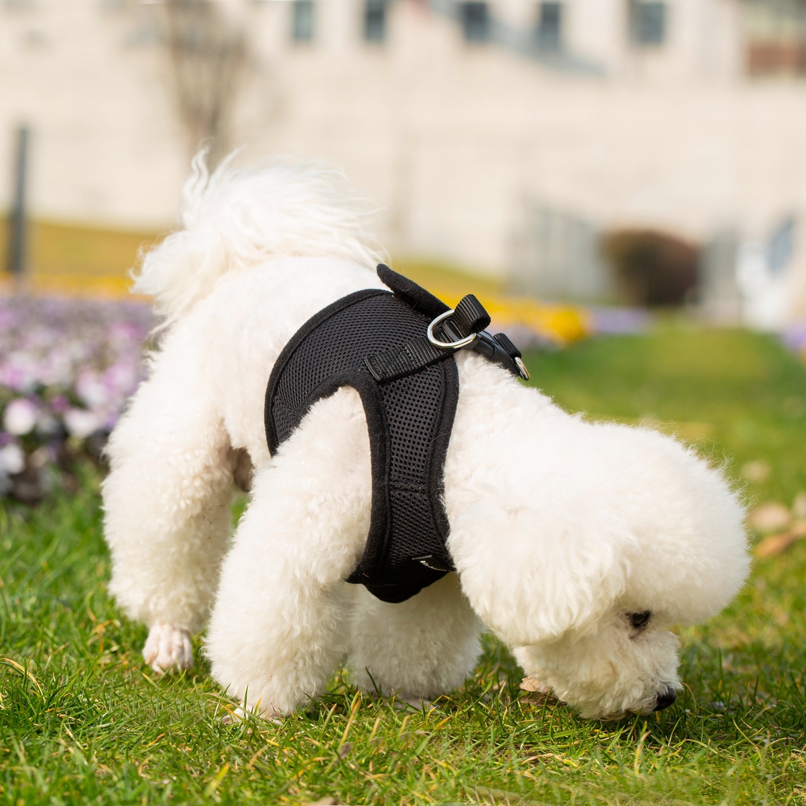 White dog wearing a black harness on a grassy area with blurred background