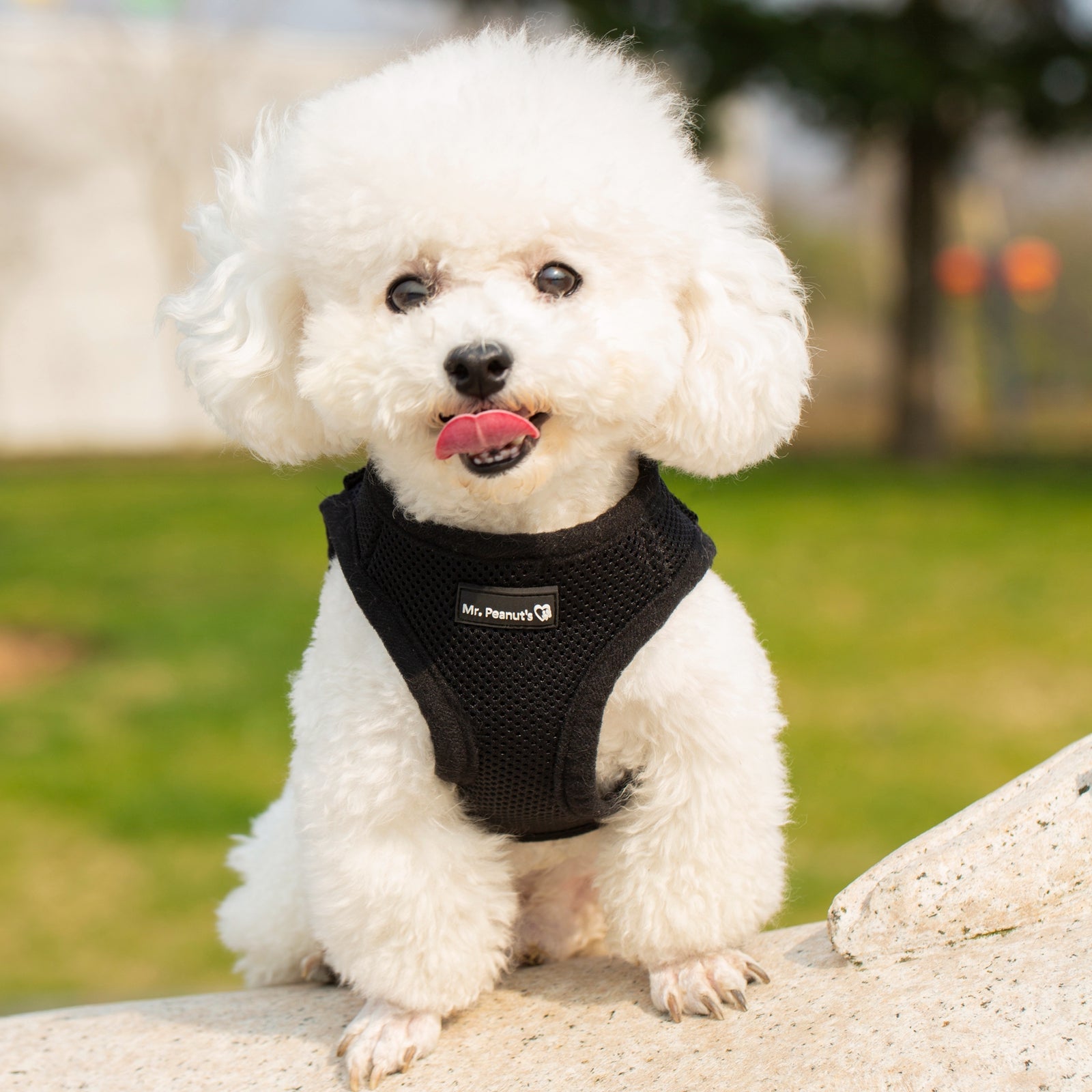White dog wearing a black harness in an outdoor setting