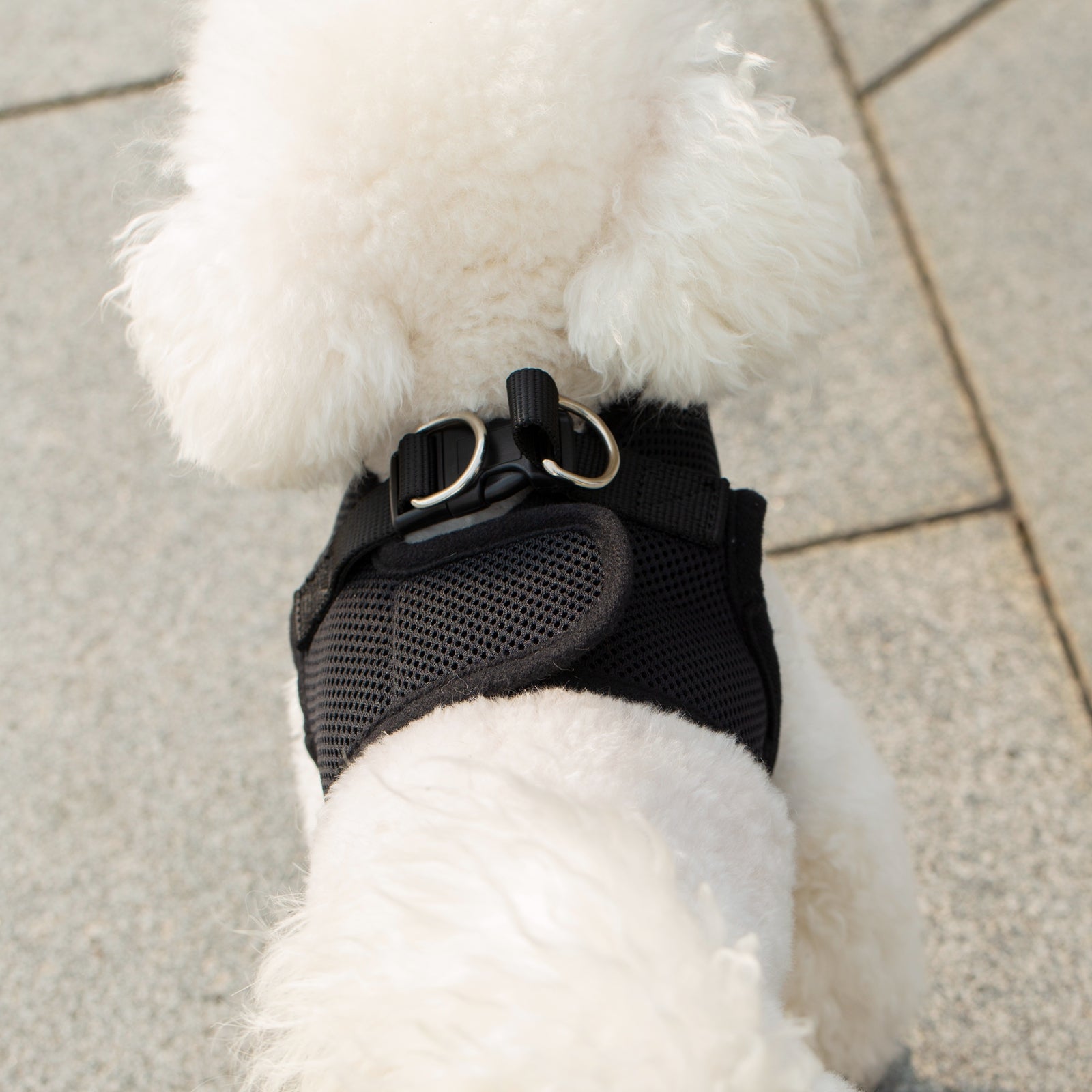 Black pet harness on a white dog with a tiled floor background