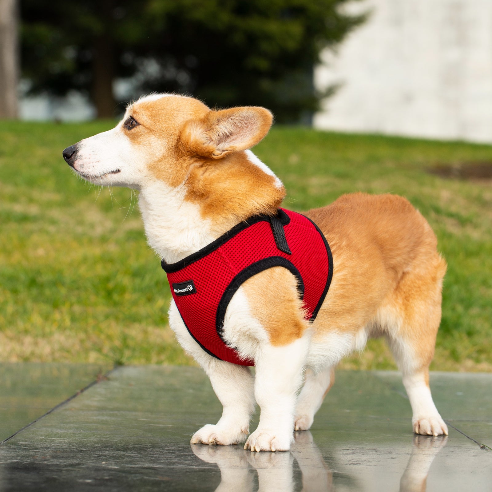 Corgi wearing a red harness standing on a wooden deck with grass and trees in the background.
