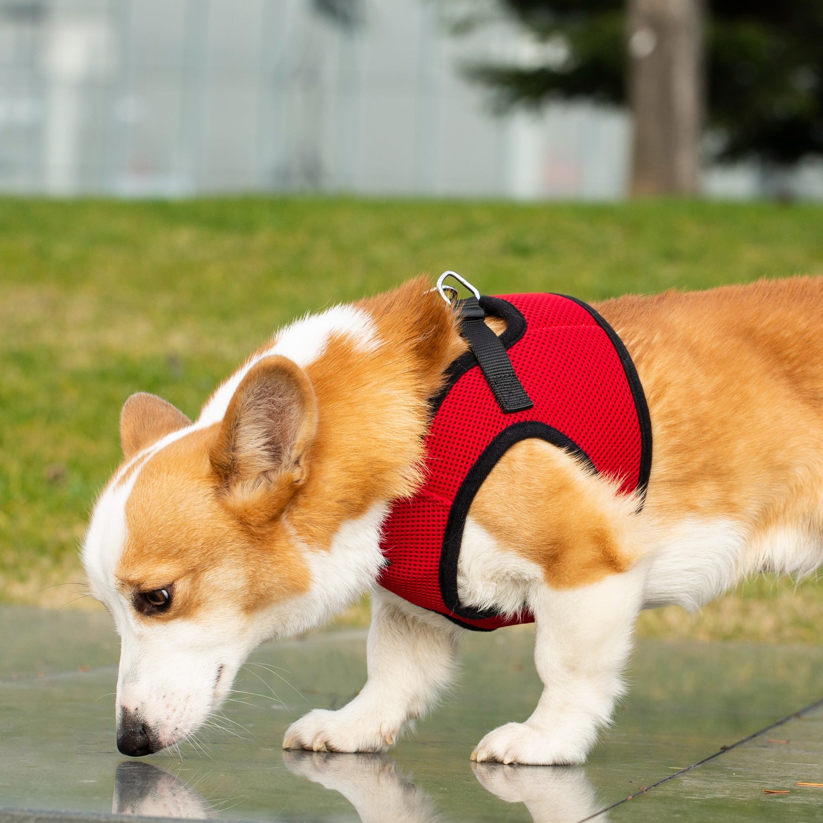 Dog wearing a red harness drinking water on a concrete surface with grass and trees in the background.