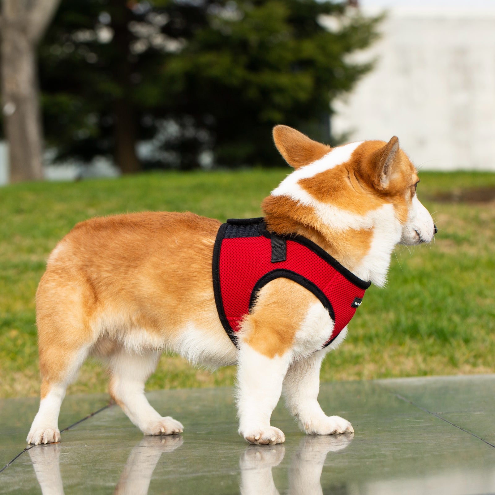 Corgi wearing a red harness standing on a wet pavement with grass and trees in the background.