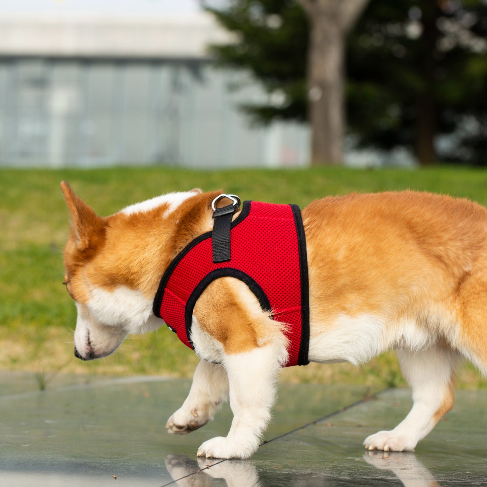 Dog wearing a red harness walking on a path with grass and trees in the background