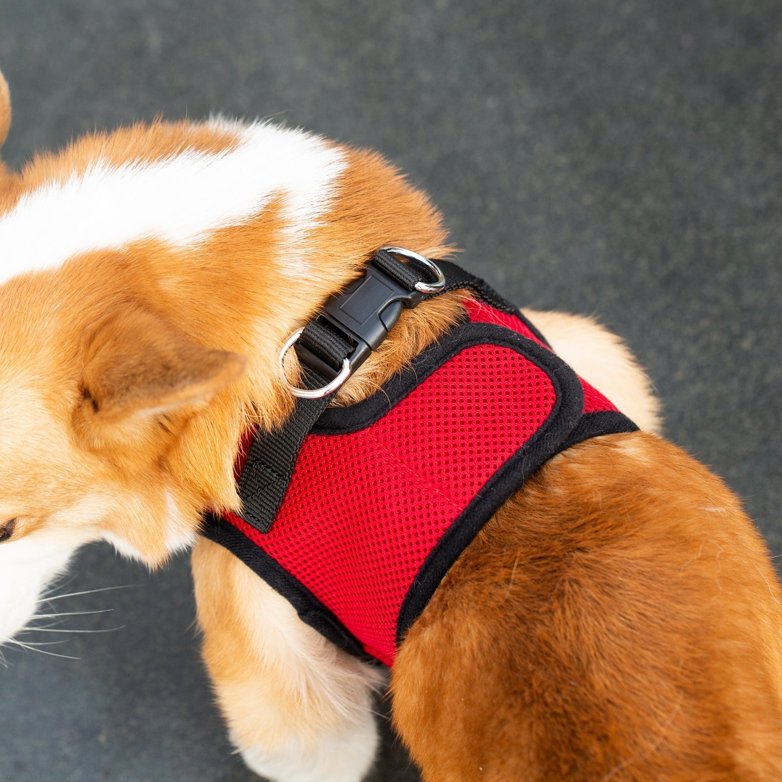Dog wearing a red harness on a dark background