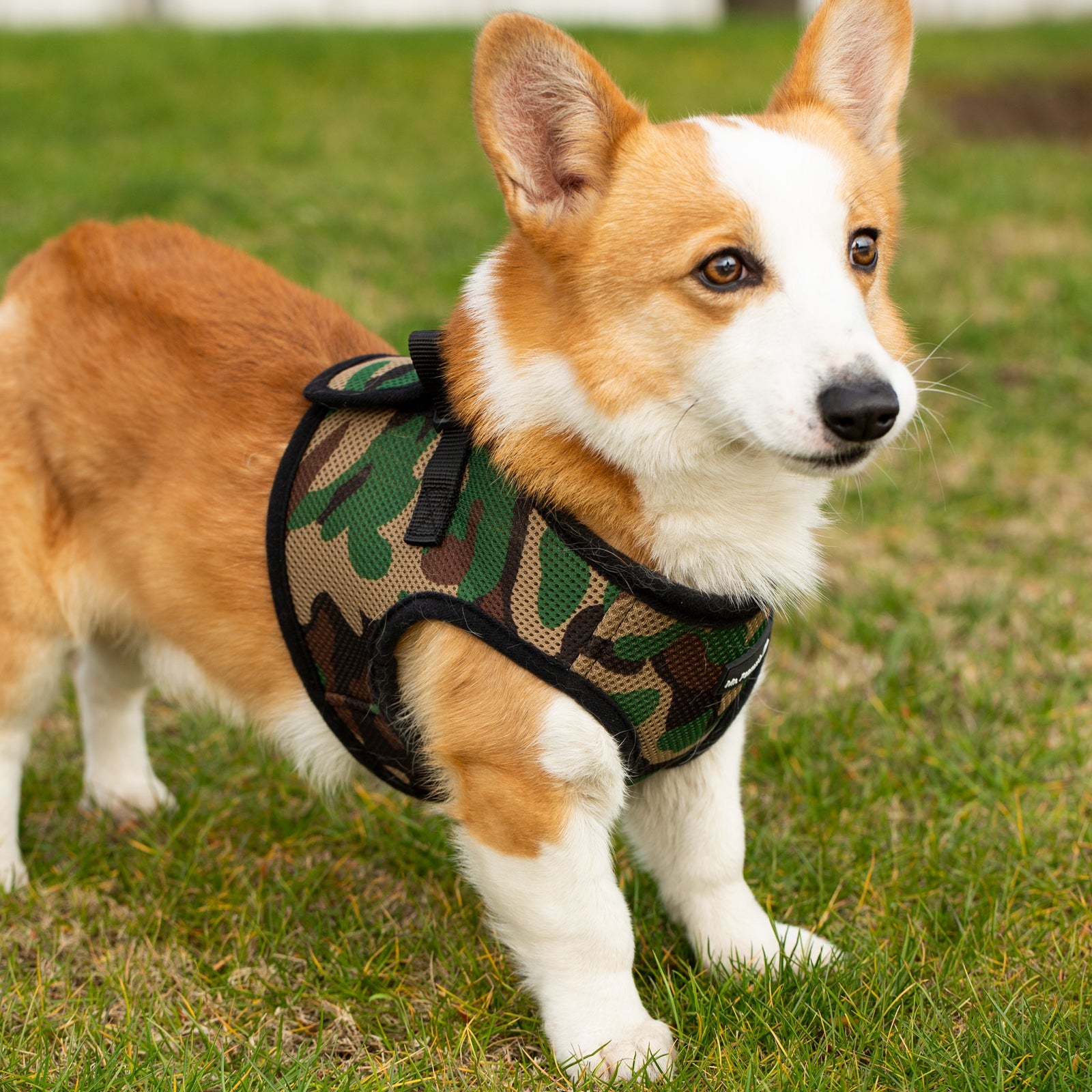 Corgi wearing a camouflage harness on grass