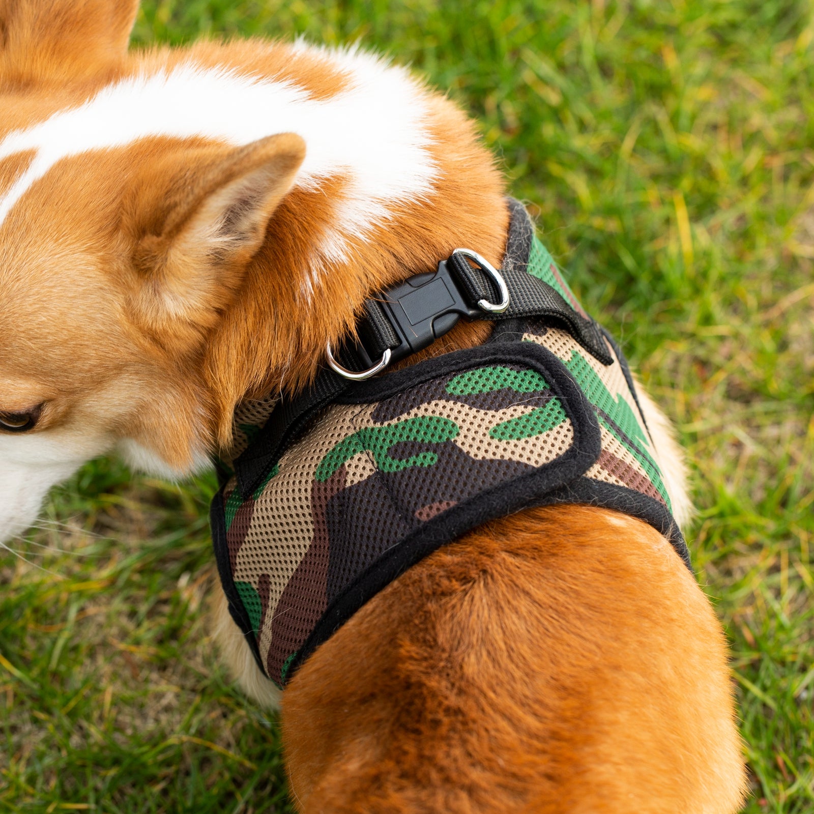 Dog wearing a camouflage harness on a grassy background