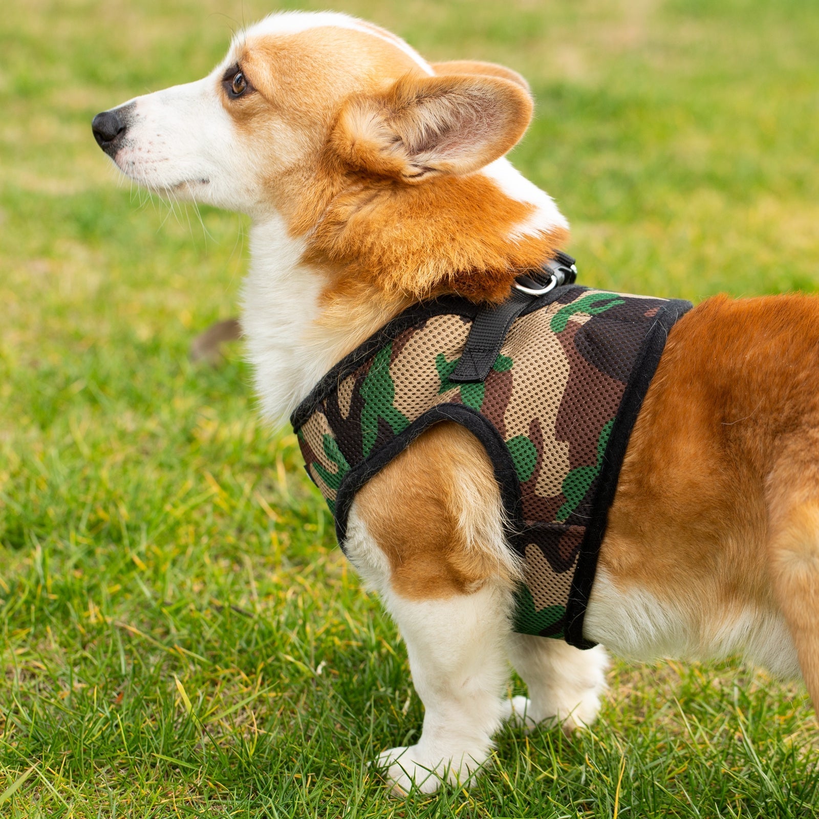 Corgi wearing a camouflage dog harness on grass