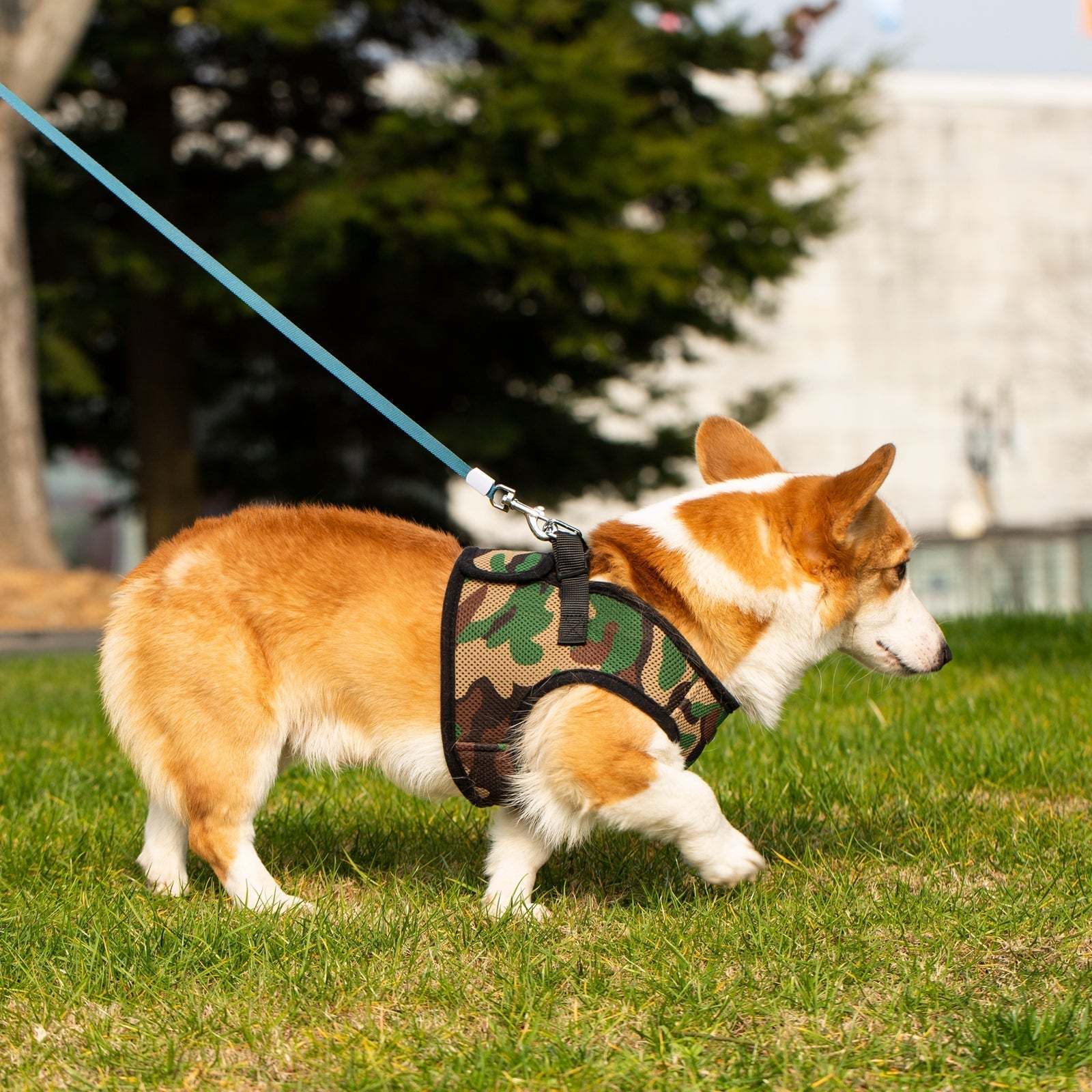 Corgi wearing a camouflage harness on a grassy area with trees and a building in the background
