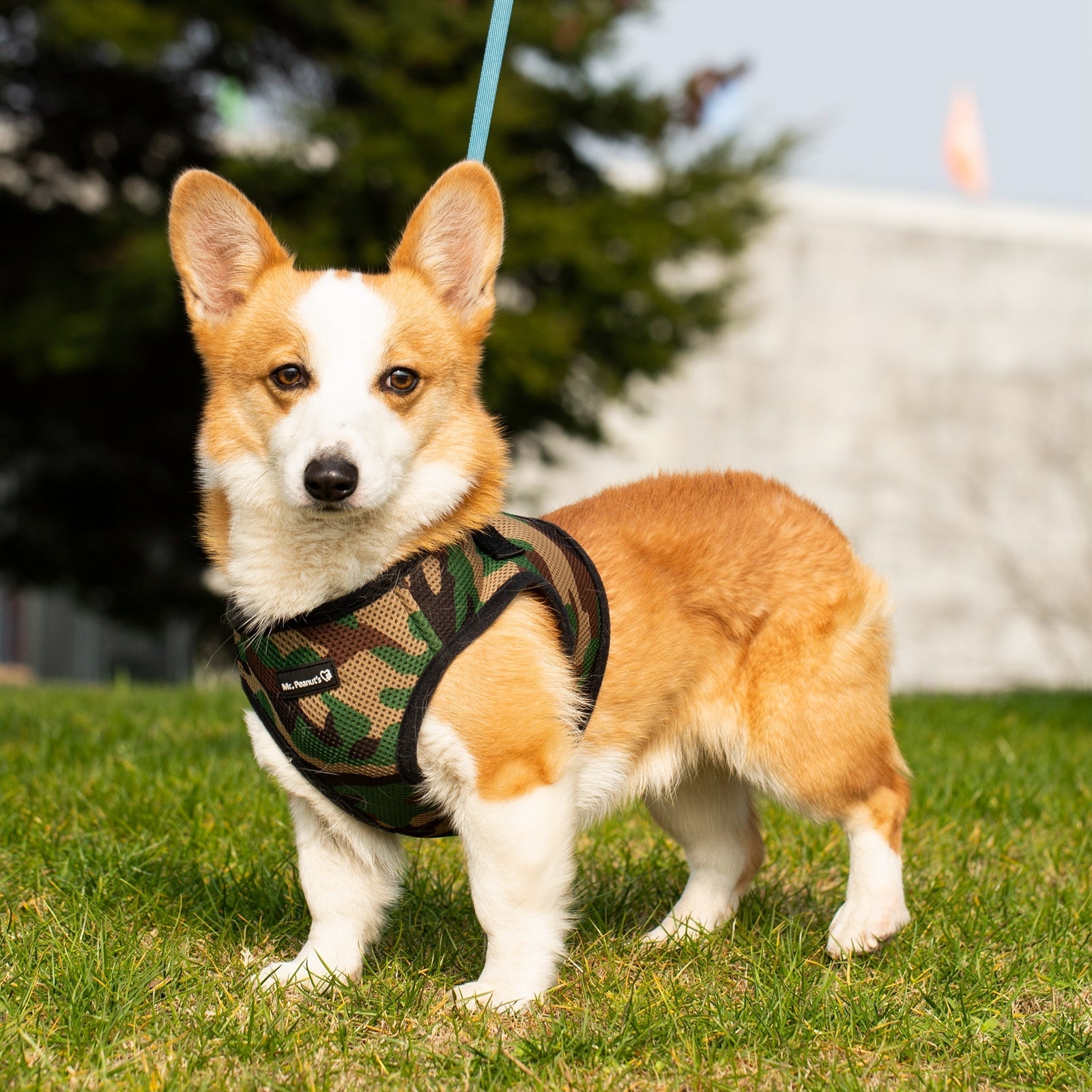 Corgi dog wearing a harness on a grassy area with trees in the background
