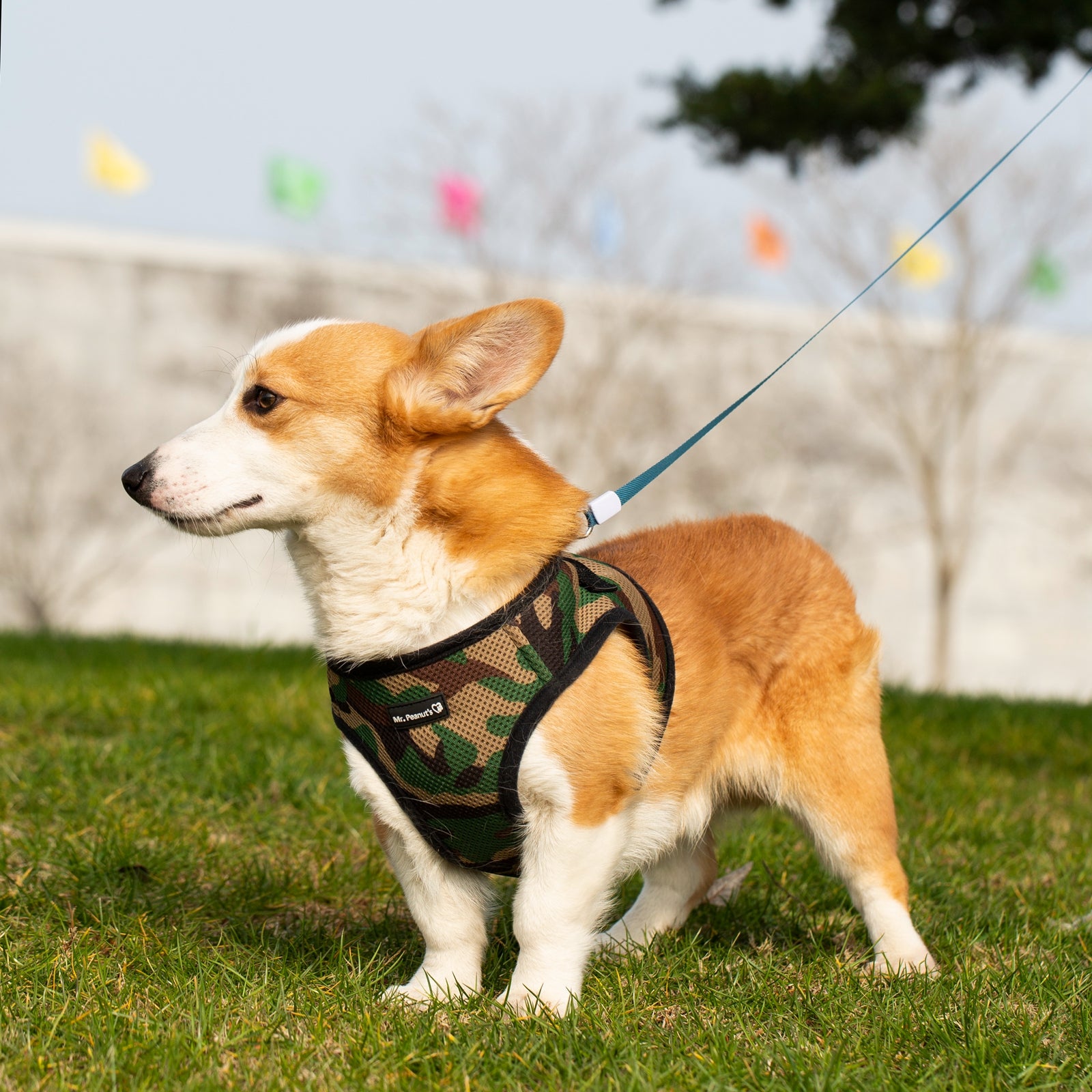Dog wearing a camouflage harness on a grassy field with colorful flags in the background