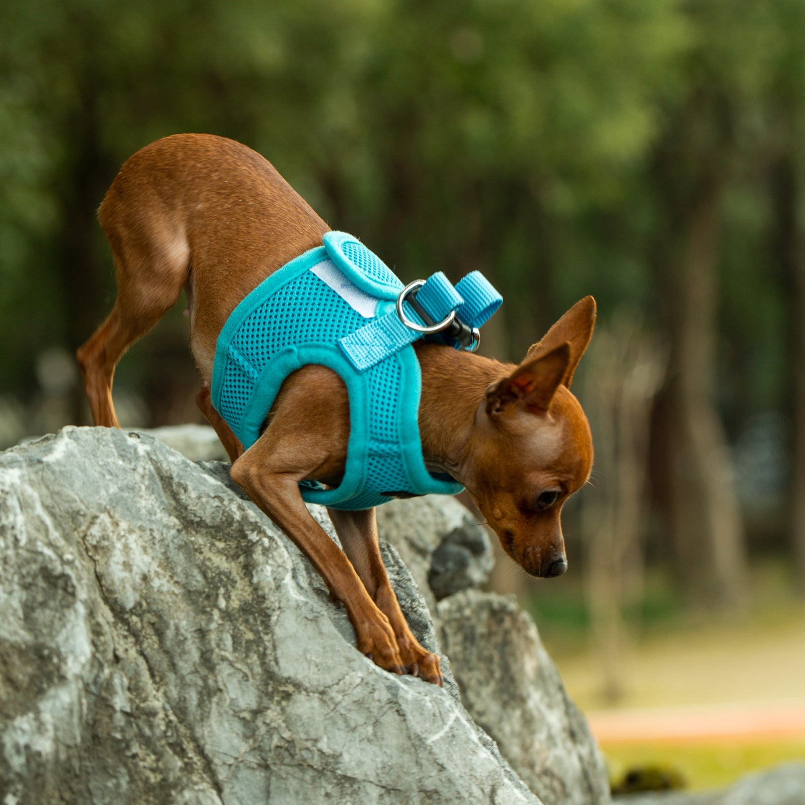Small dog wearing a blue harness standing on a rock with a blurred natural background