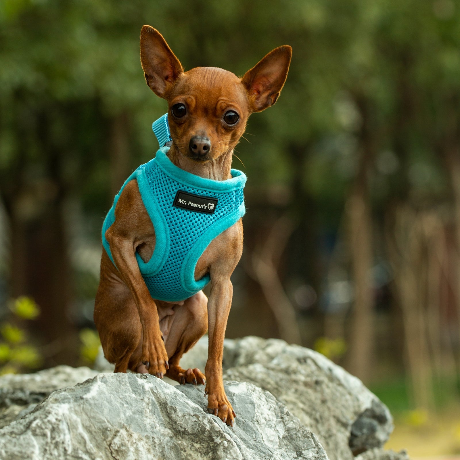 Small dog wearing a blue harness on a rock with a blurred natural background