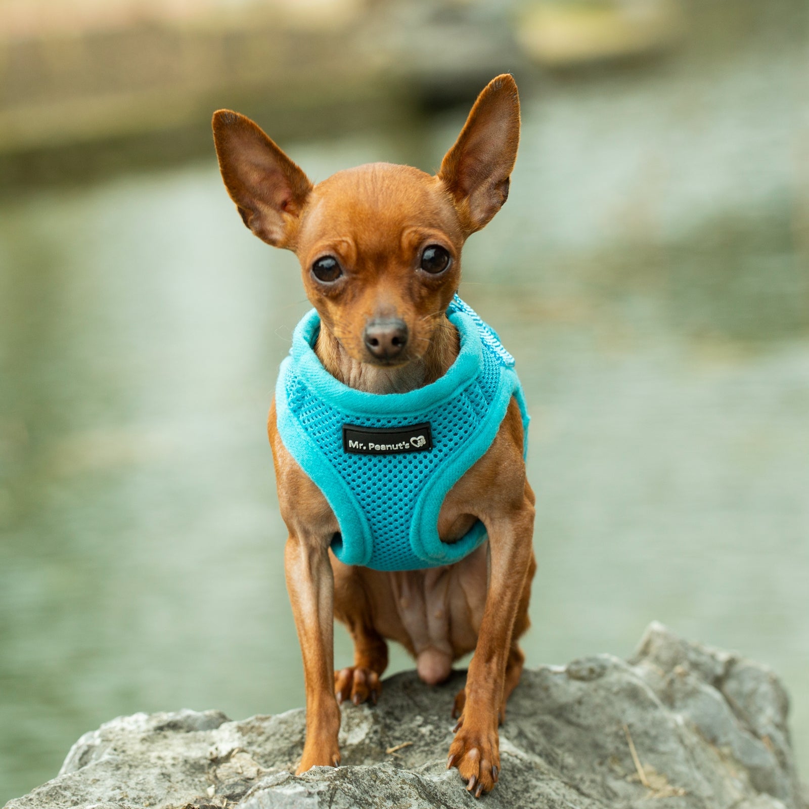 Small dog wearing a turquoise sweater standing on a rock with a blurred natural background
