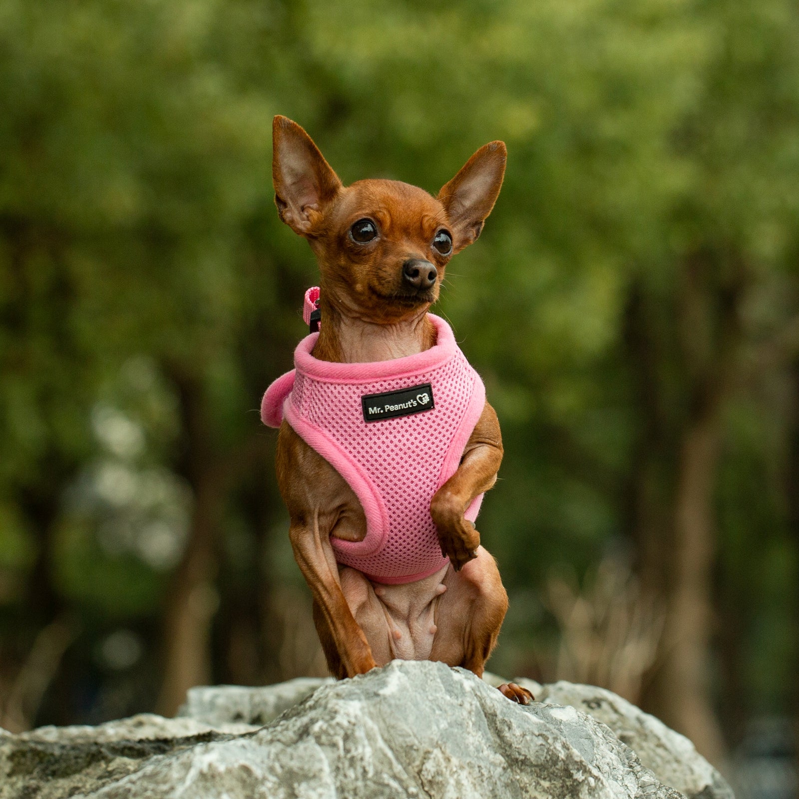 Small dog wearing a pink harness with a brand tag, standing on a rock with a blurred green background