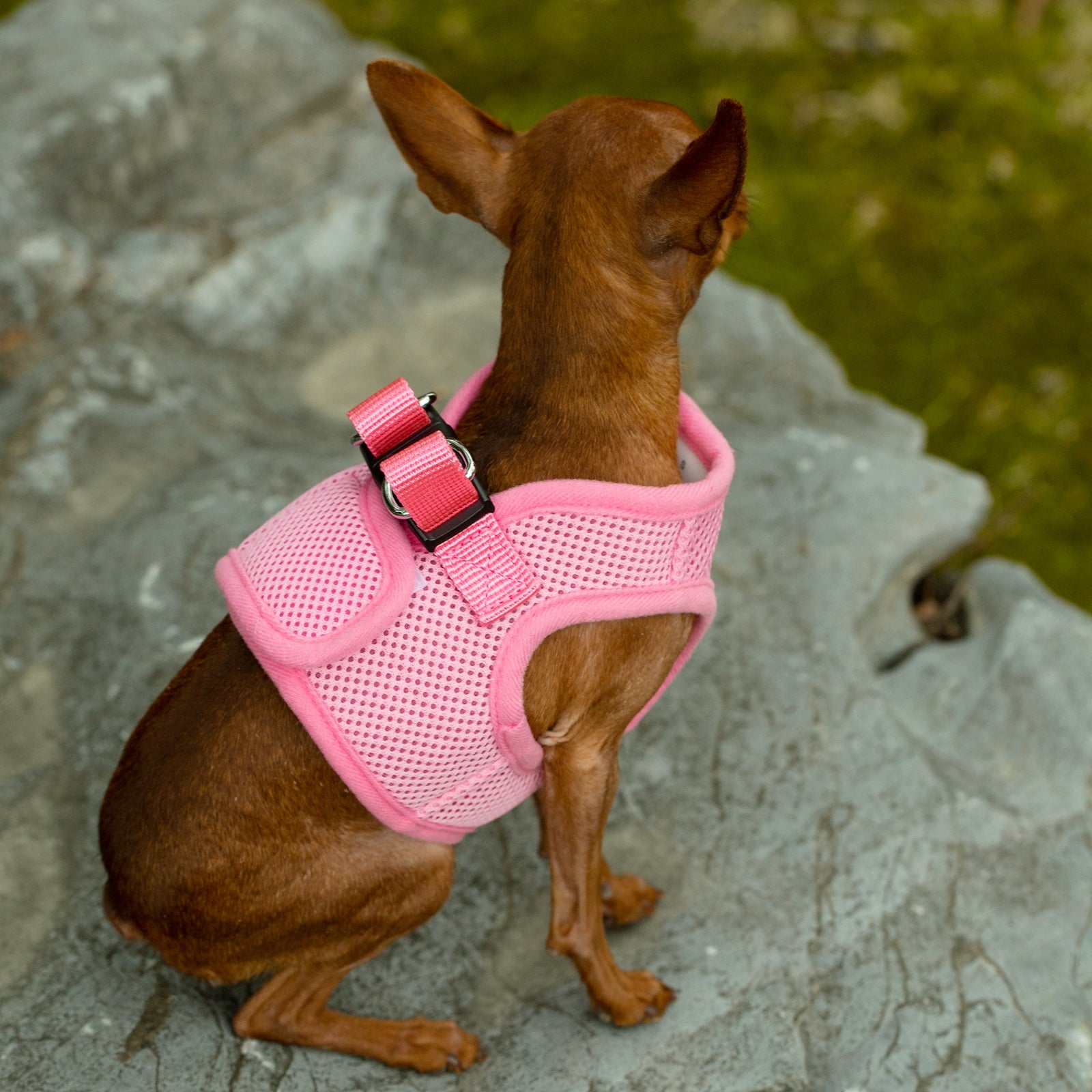 Small dog wearing a pink harness sitting on a stone surface.